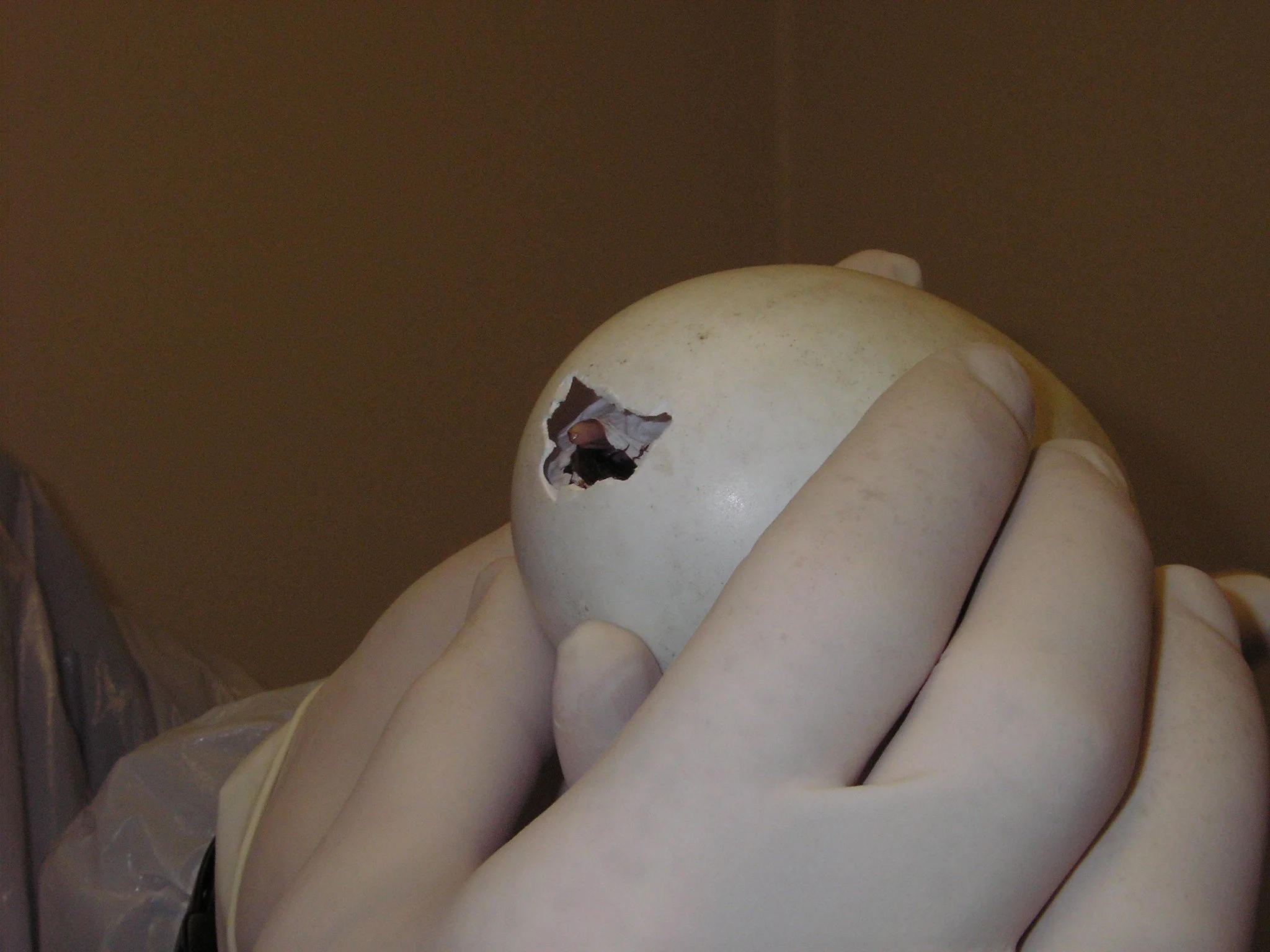 kiwi breeding photos 281.jpg