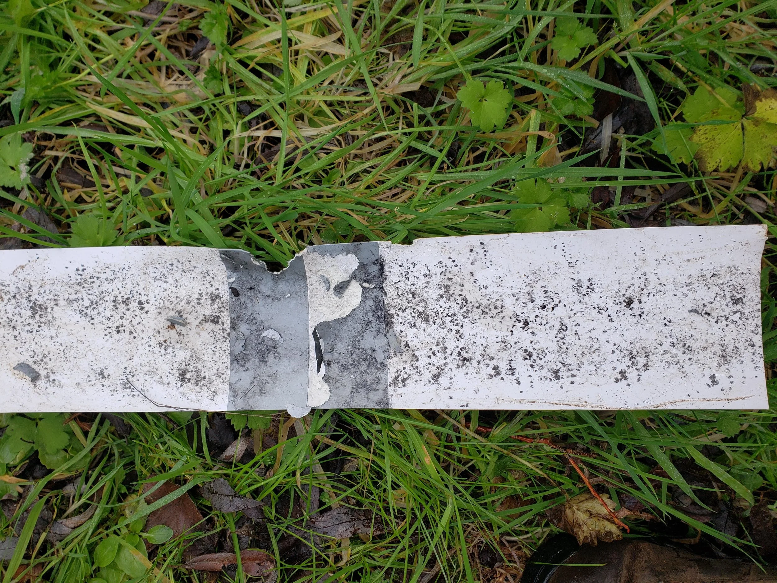 stoats, rats and mice prints.jpg