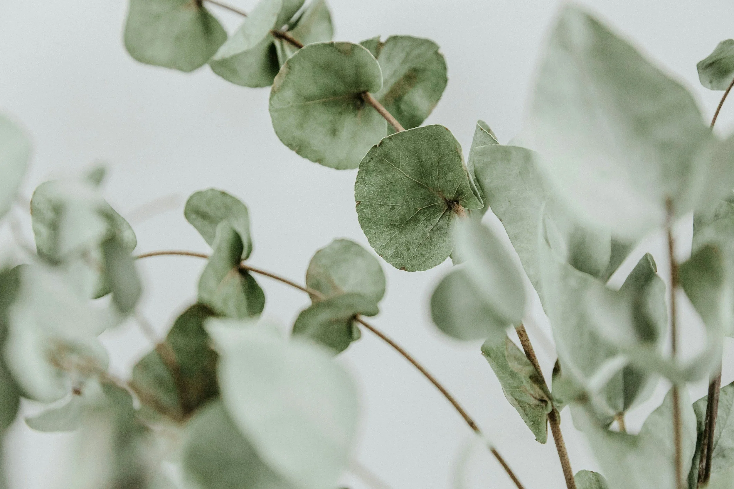 Close-up of green eucalyptus leaves on stems, with a light gray background.