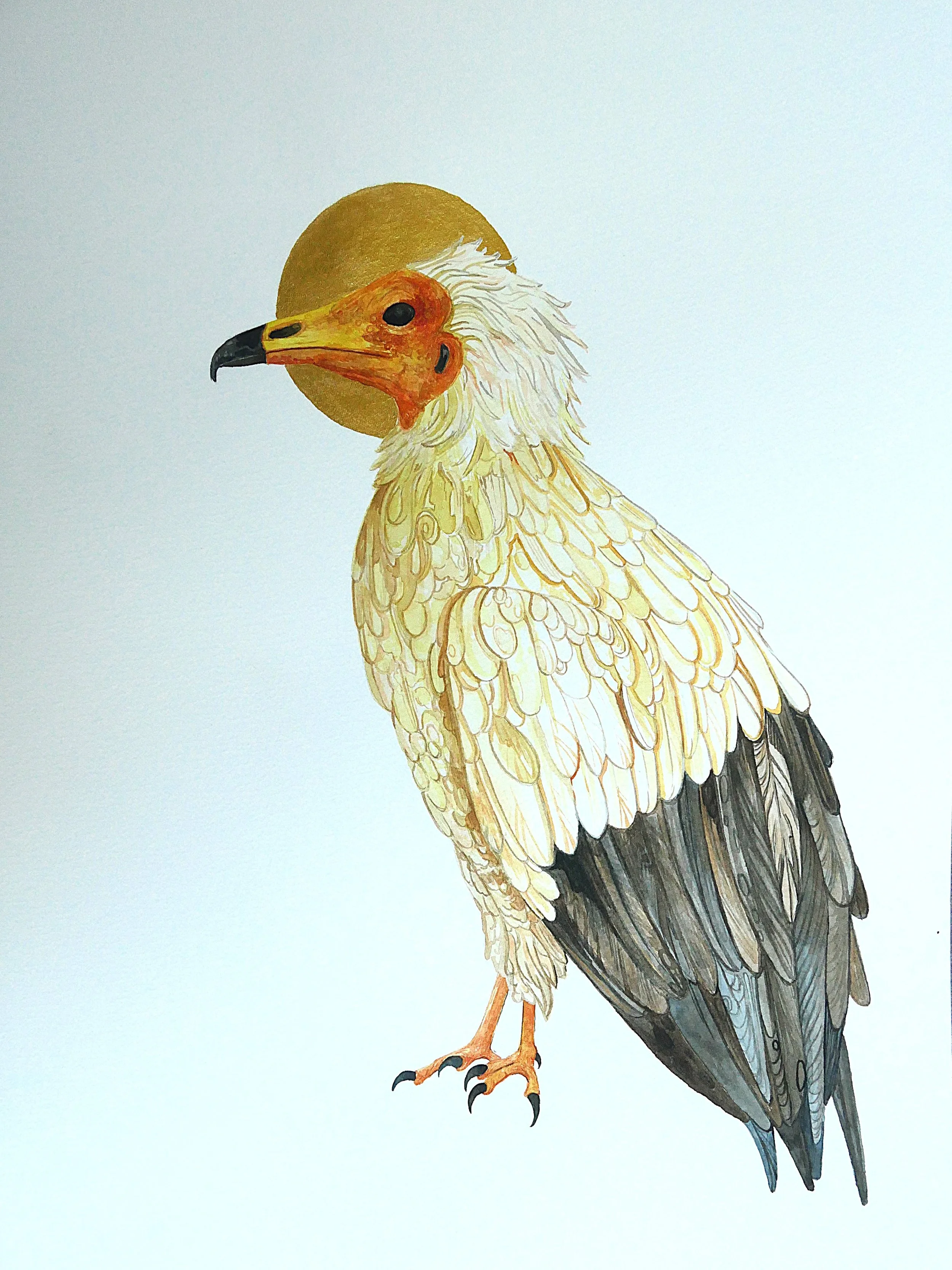Egyptian Vulture in watercolor, 12" x 16"