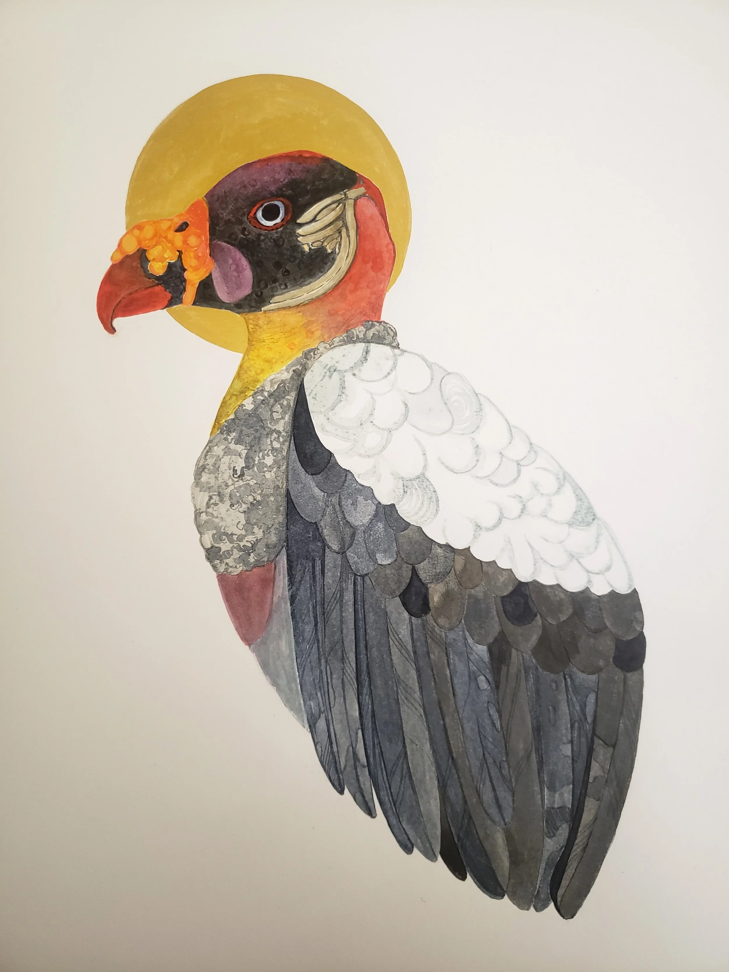 King Vulture in watercolor, 12" x 16"