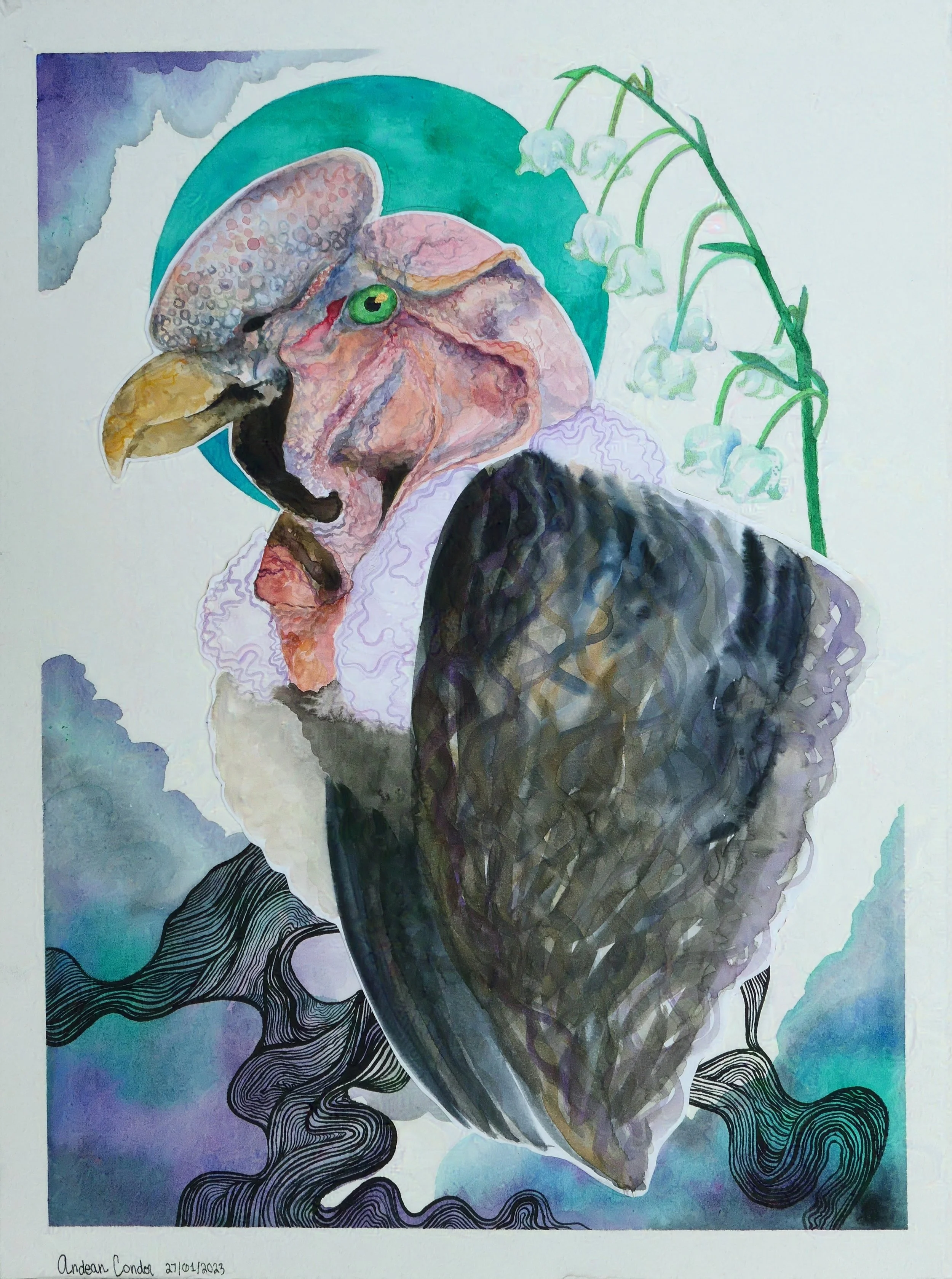 Andean Condor in watercolor 12" x 16"