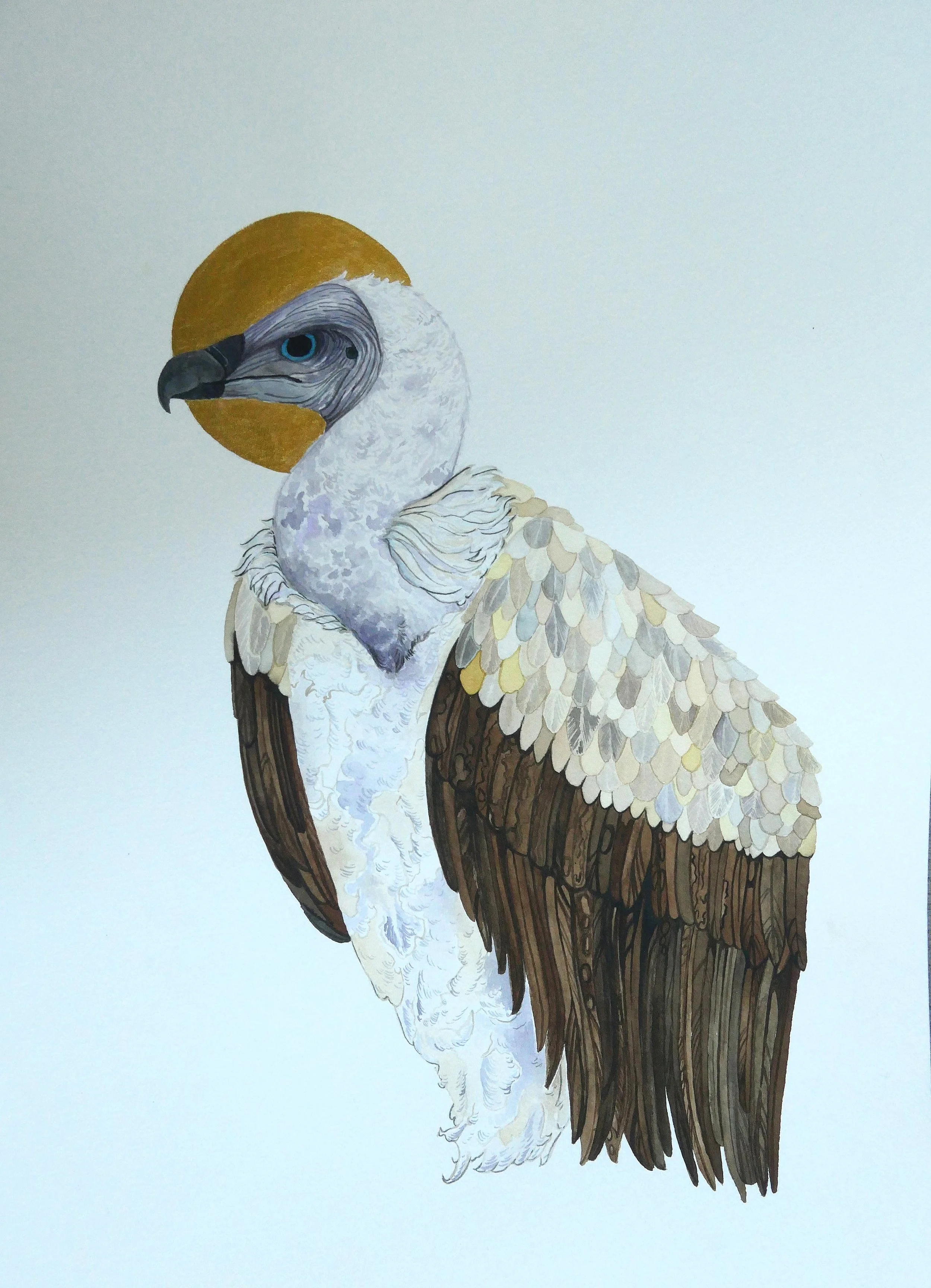 White Backed Vulture in watercolor, 12" x 16"