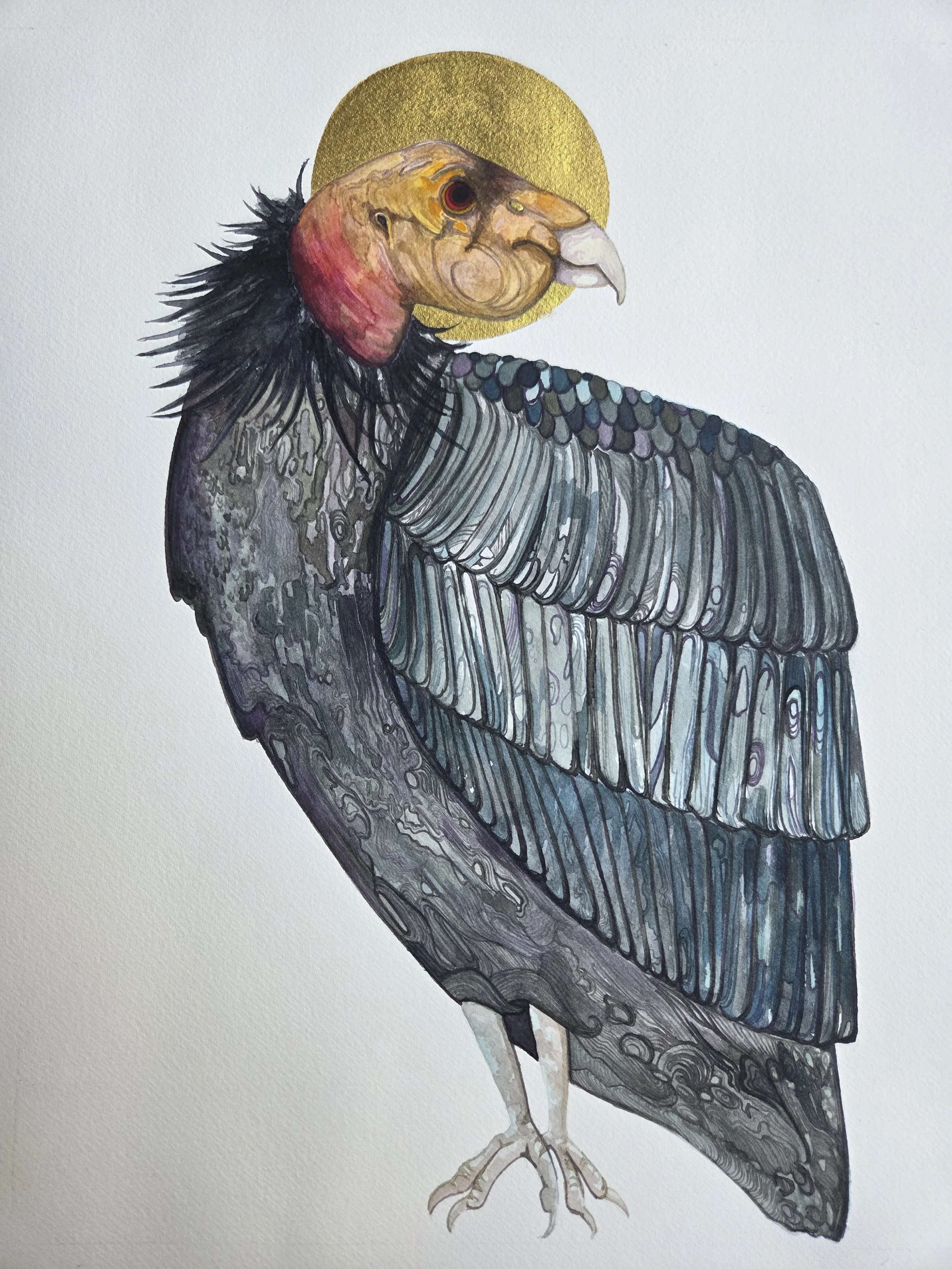 California Condor 2 in watercolor, 12" x 16"