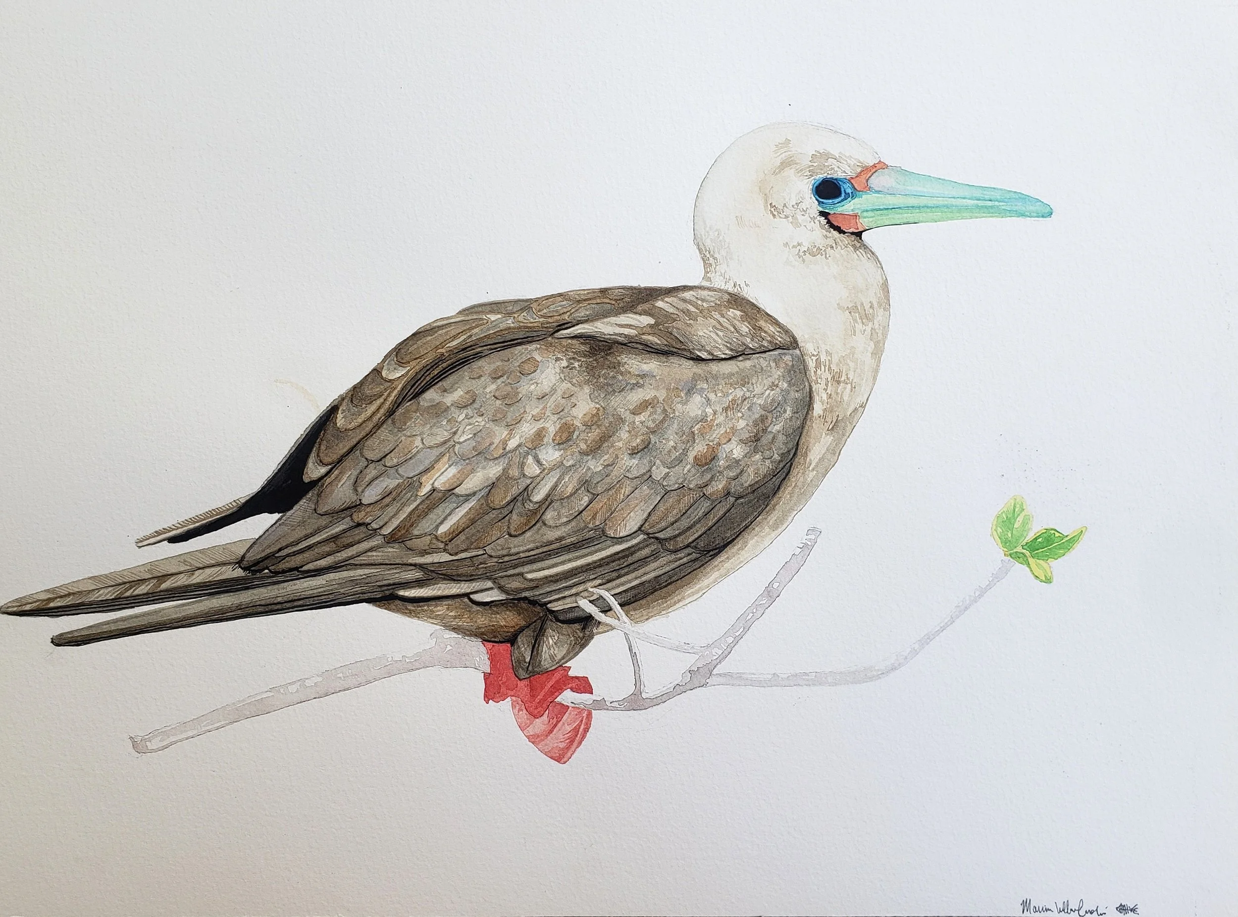 Red Footed Booby in watercolor on paper, 16" x 12"