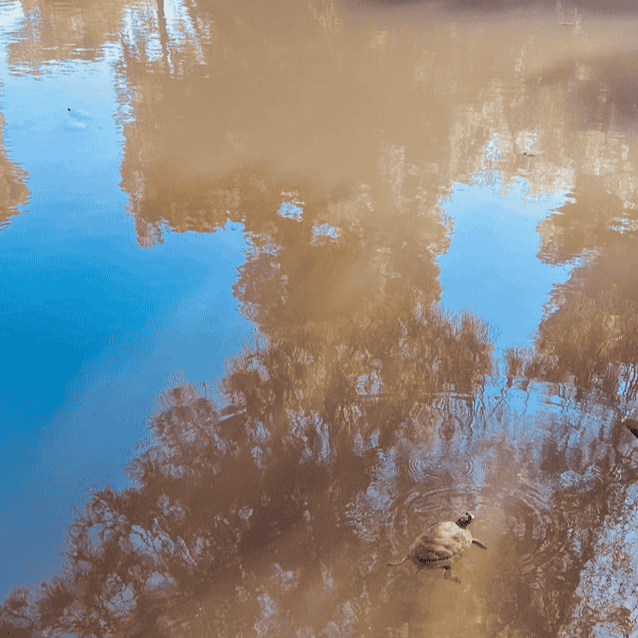 Album cover for Bonus Moment(s). Reflection of trees and sky on a calm river with a turtle floating near the bottom right