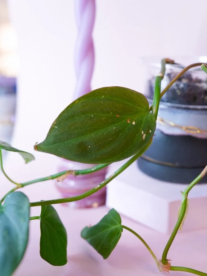 Here&rsquo;s a few favorites that I&rsquo;ll be bringing with me to @bishopbazaar tomorrow! So excited to charm with you all 🩷✨

📅 Sunday, December 14
⏰ 11AM&ndash;6PM

#charmplanters #bishopbizaar #ceramics #handmade #shopsmall