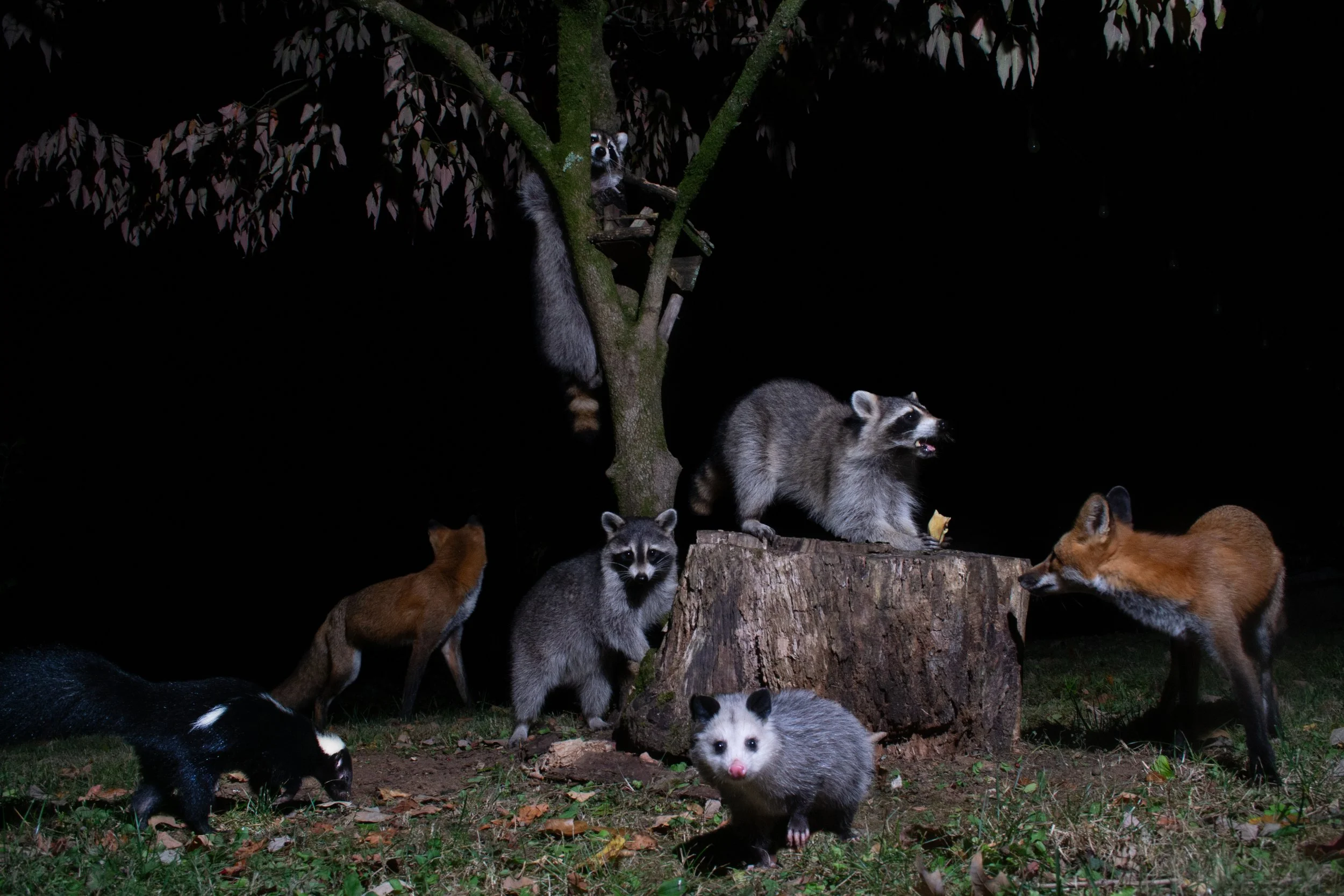 What is In My Back Yard: A Composite Image