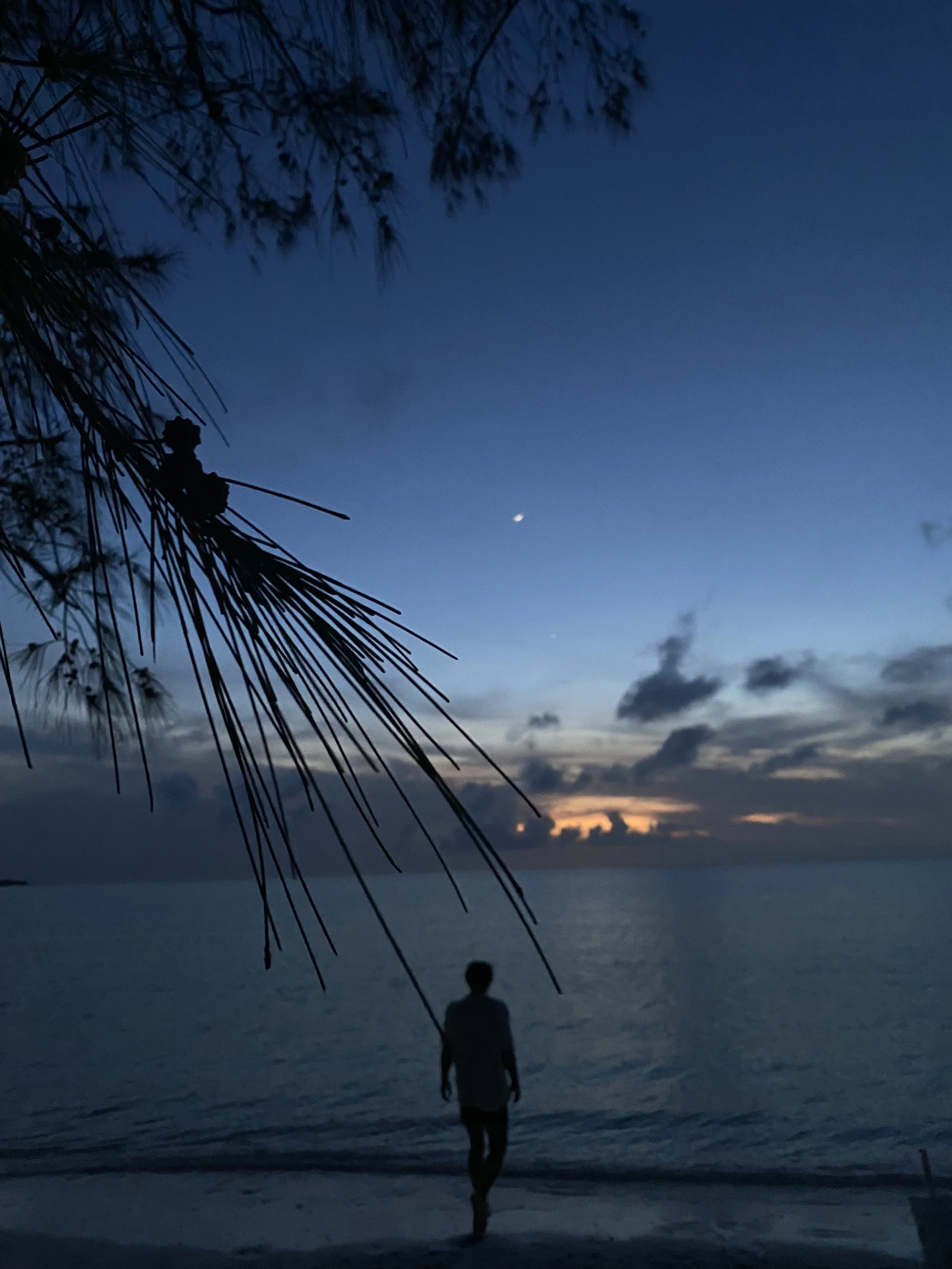moon and the sunset with a palm tree at the spanish wells in the bahamas