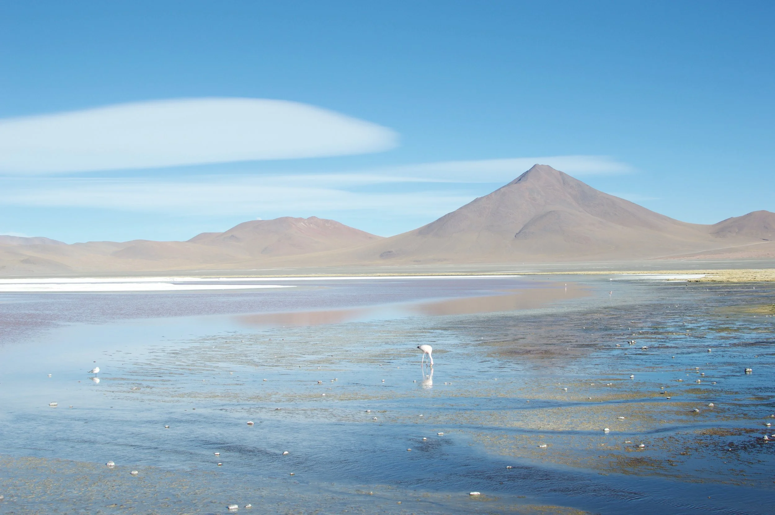 Flamingo standing in a shallow high altitude lagoon with volcanic mountains in the Bolivian Altiplano near Salar de Uyuni