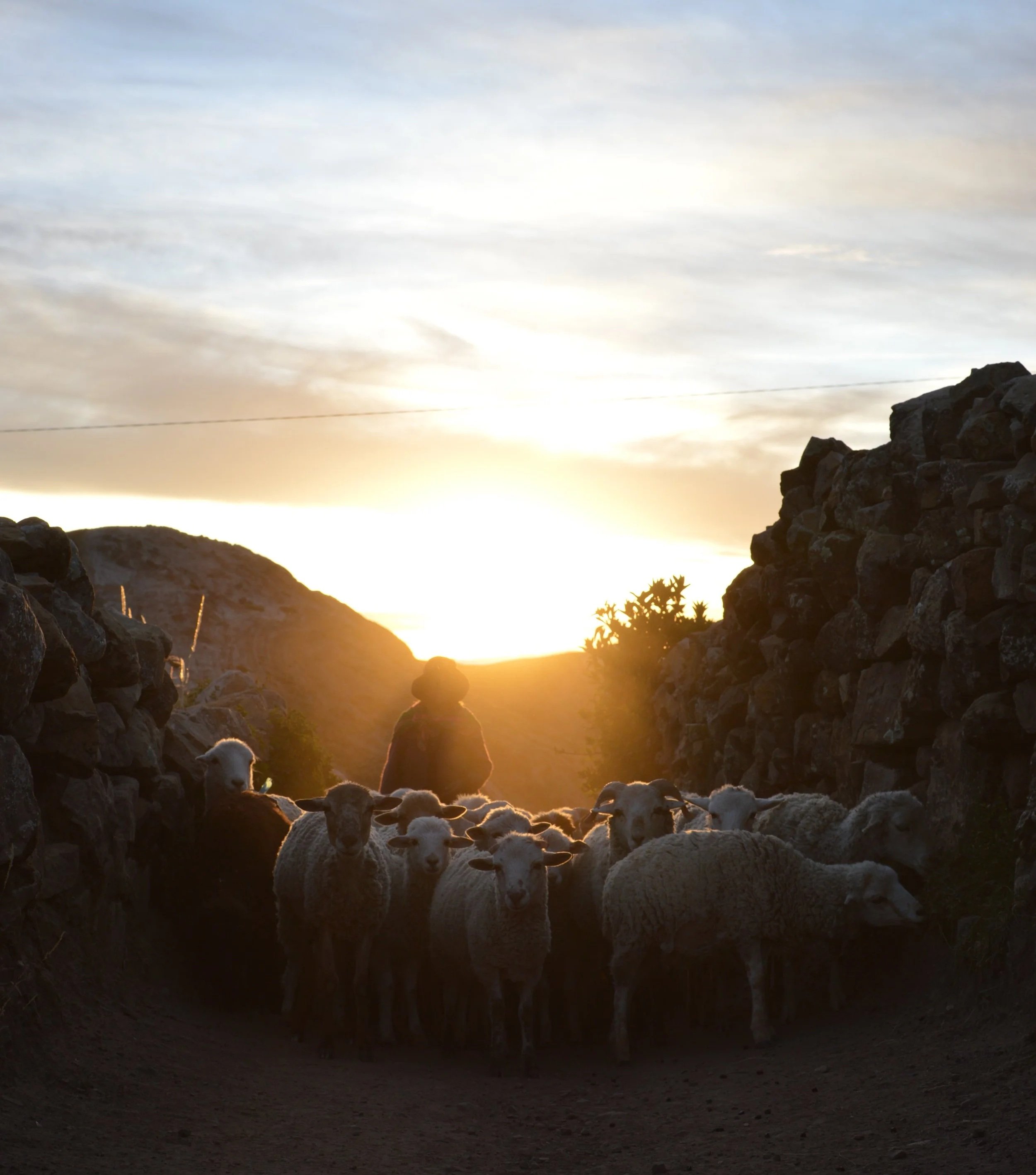 Shepherd guiding a flock of sheep through a stone mountain pass at sunset in Bolivia, golden light illuminating the Andean landscape