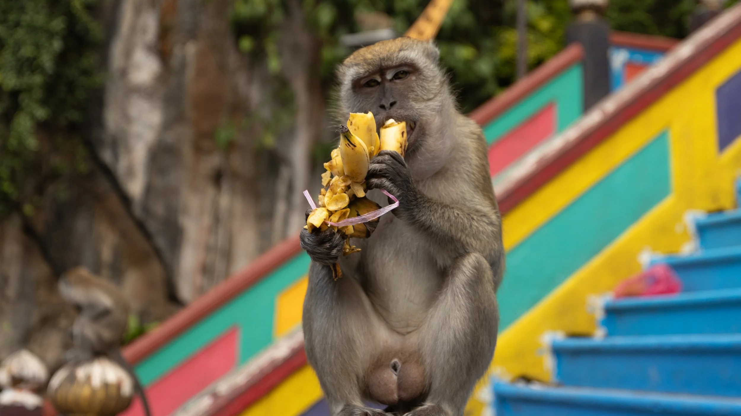 Long tailed macaque eating bananas while sitting on a stone pedestal along the colorful steps at Batu Caves in Malaysia