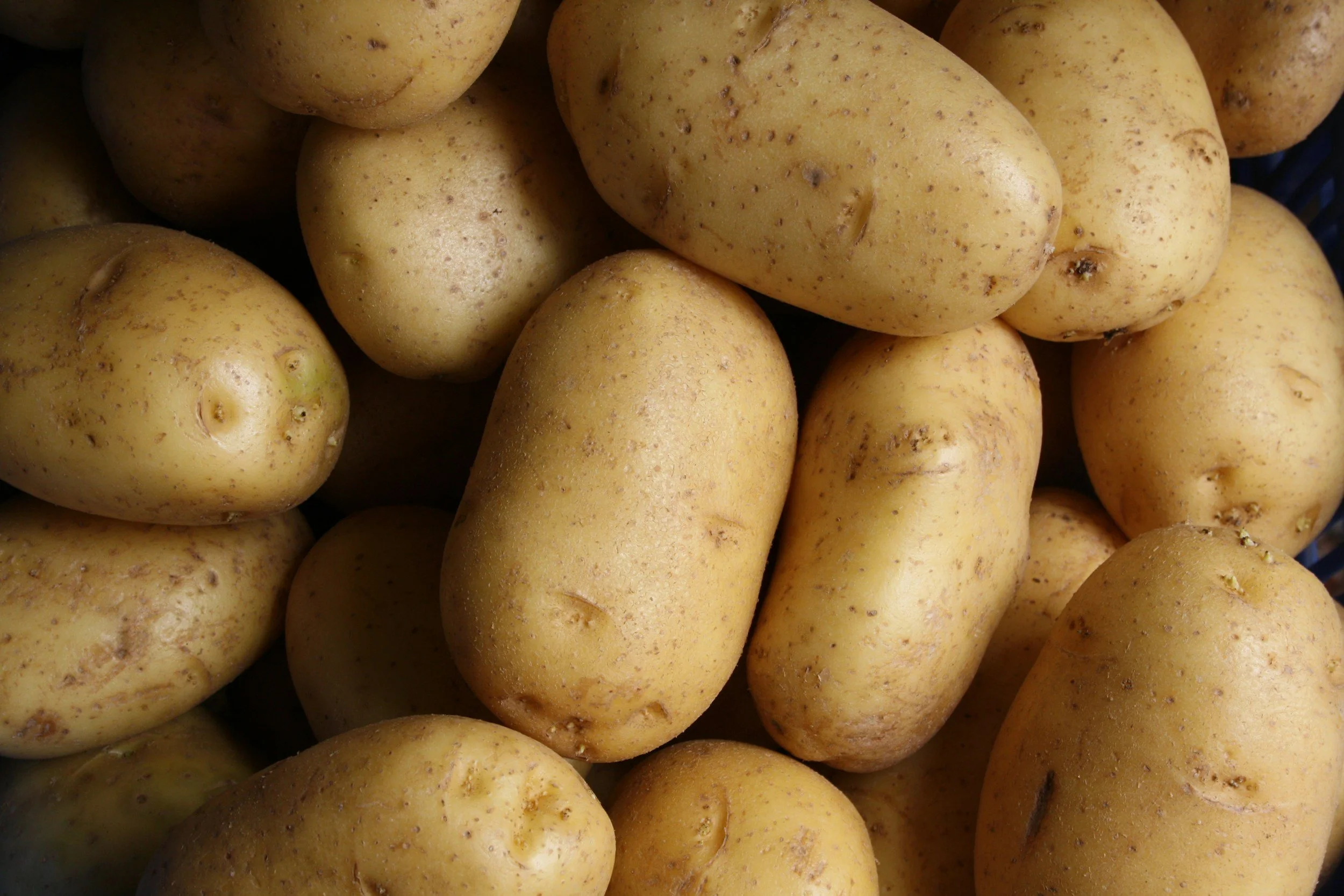 A close-up view of several yellow potatoes with small bumps and some slight blemishes.