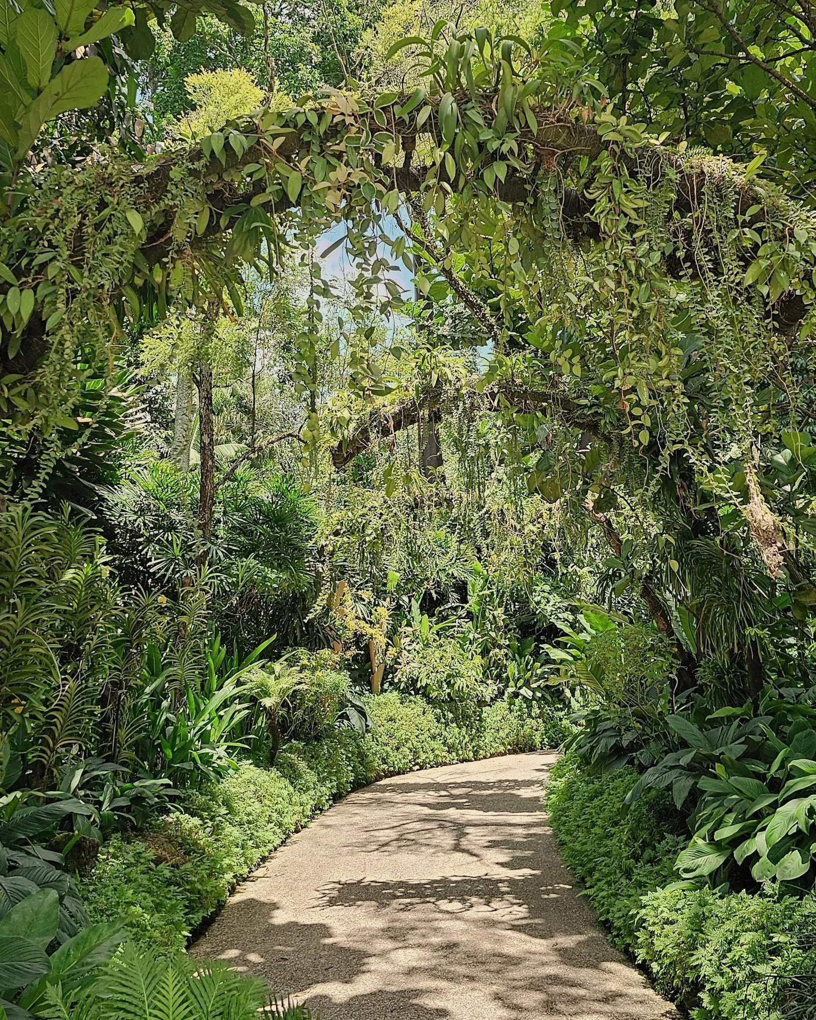 Tropical rainforest for luxury adventure itineraries