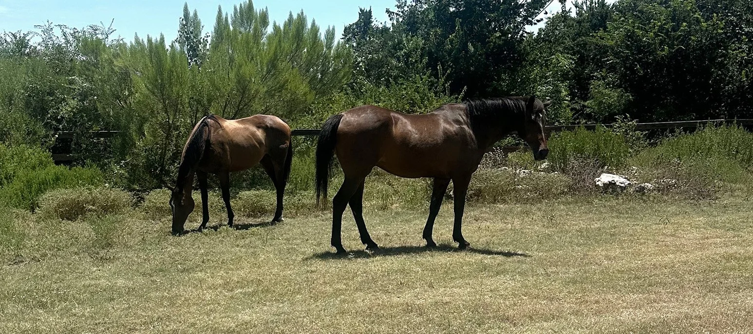 Two brown horses grazing in a grassy field with trees and bushes in the background on a sunny day.