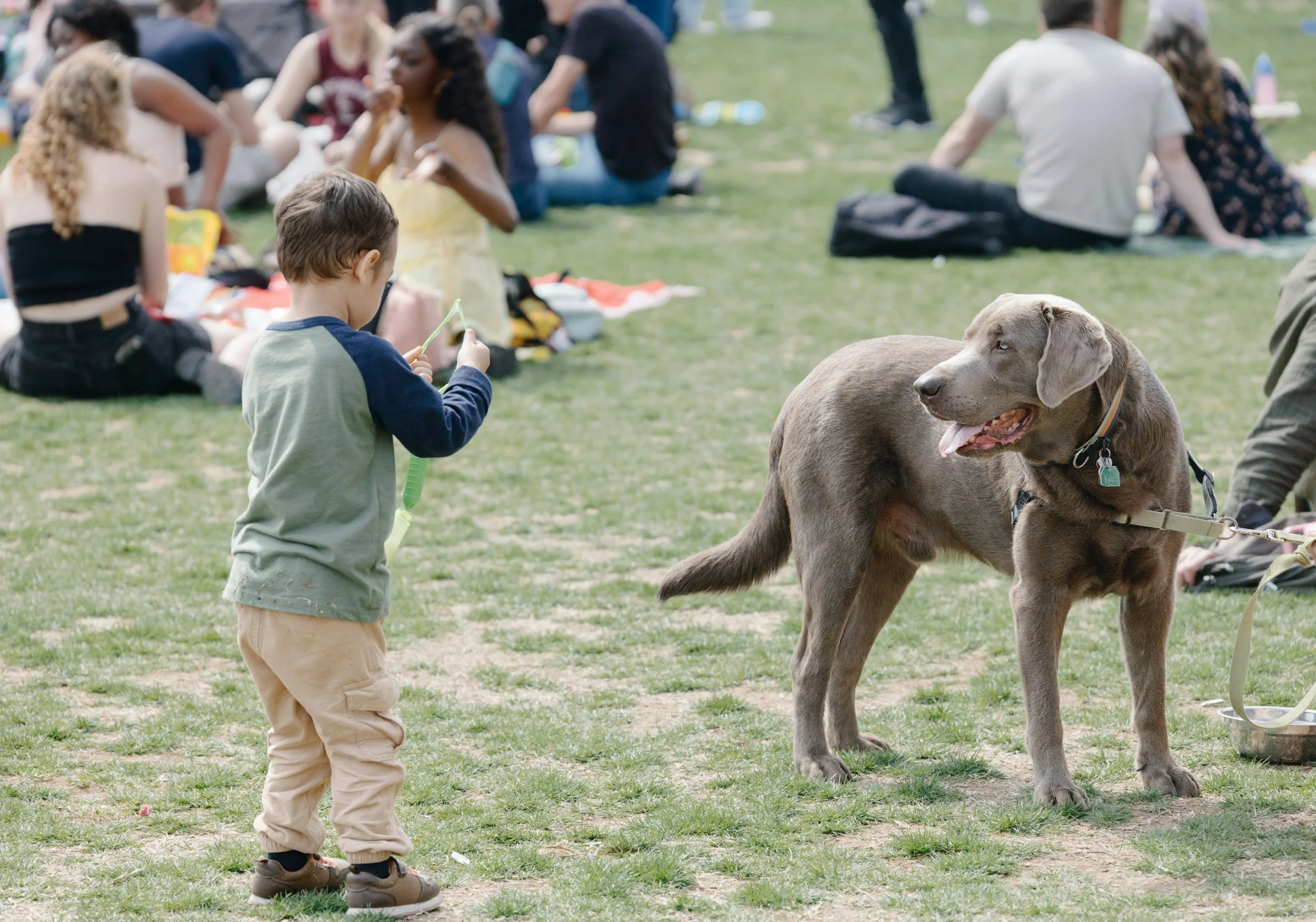 A child playing with a dog in the park