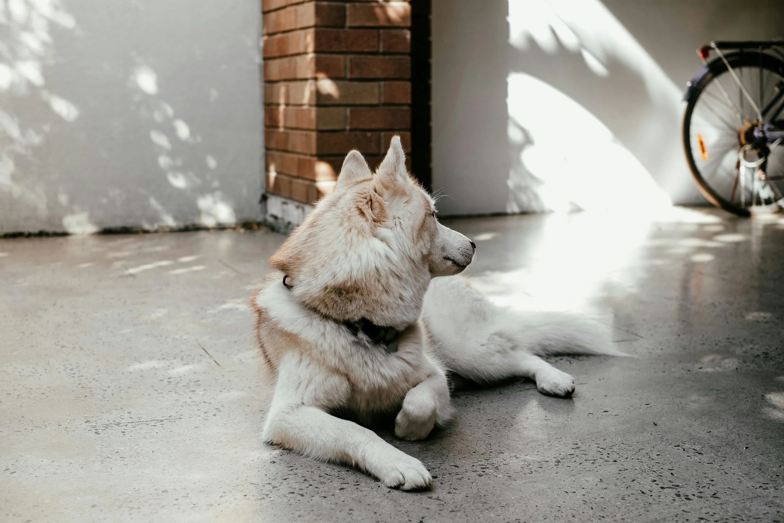 White Husky looking backward in a dappled shadowed building