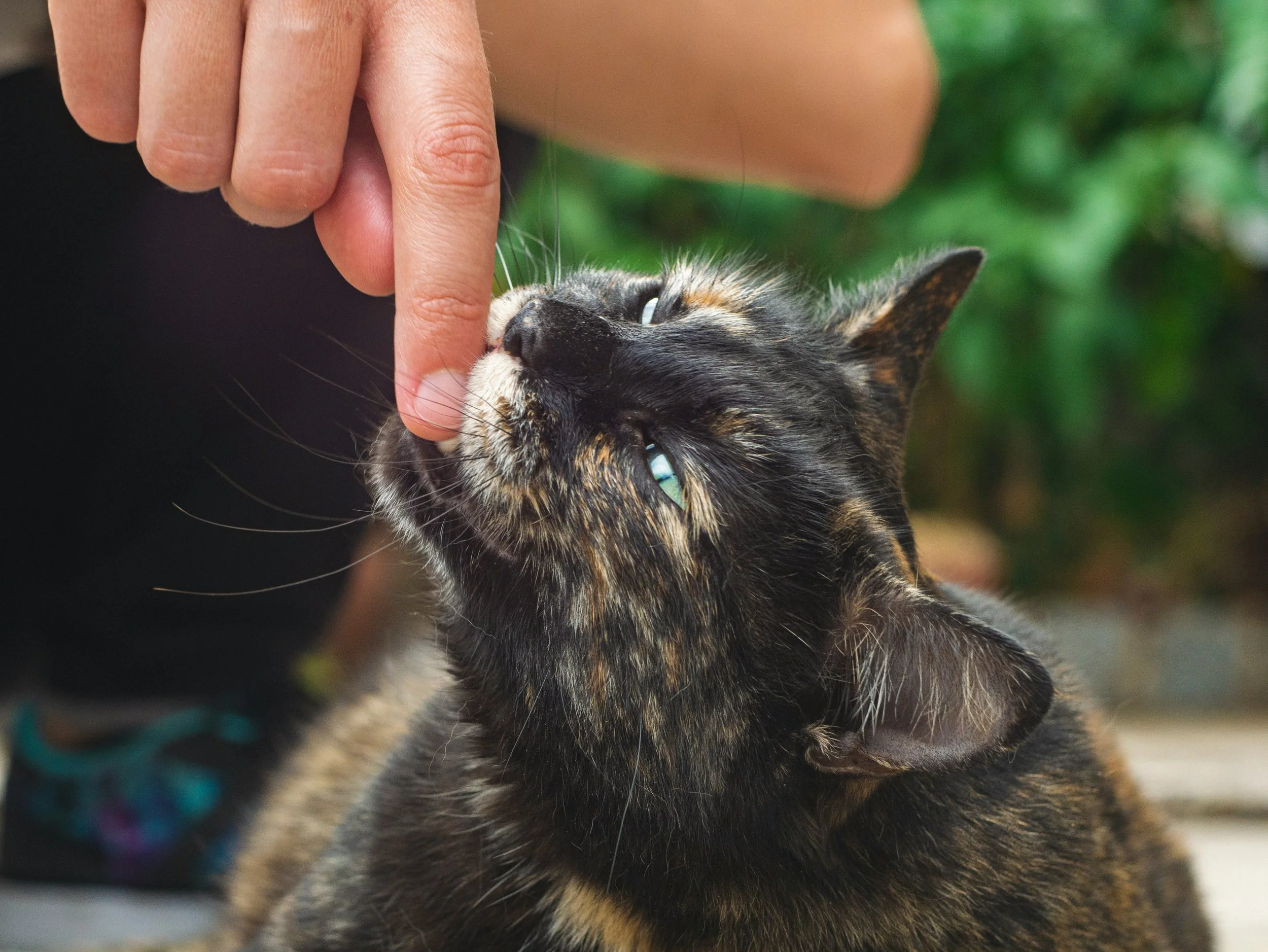 A cat rubs against a human's finger