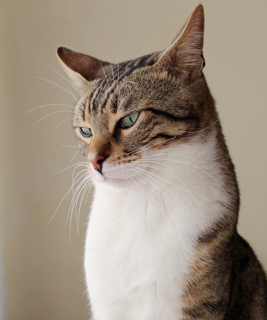 Relationship Triggers. The Trauma Loop.