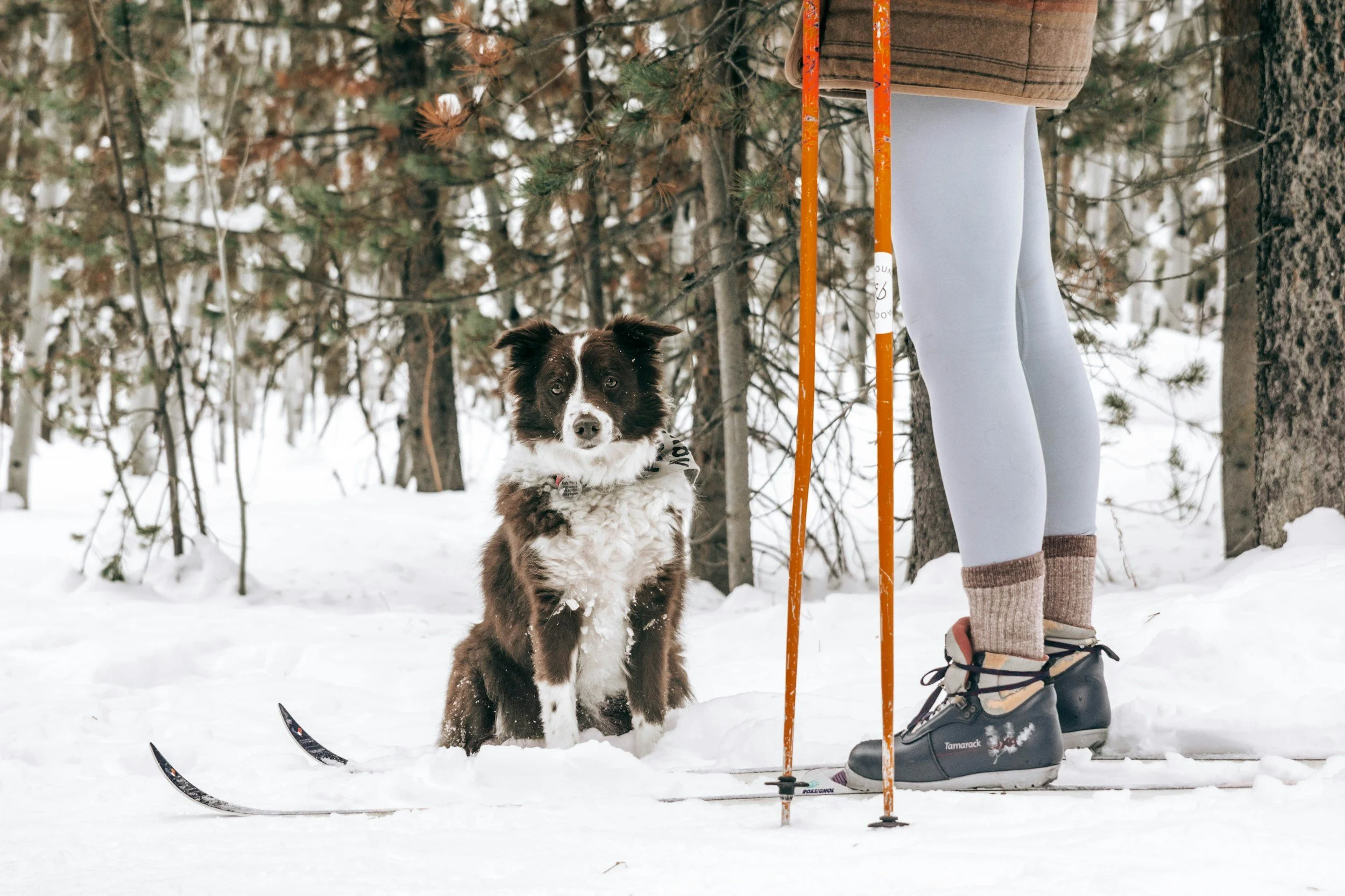 A person standing on snow wearing white leggings, gray and brown boots, and beige socks, with their lower body visible, beside a black and white dog sitting on snow, in a forest with snow-covered trees.