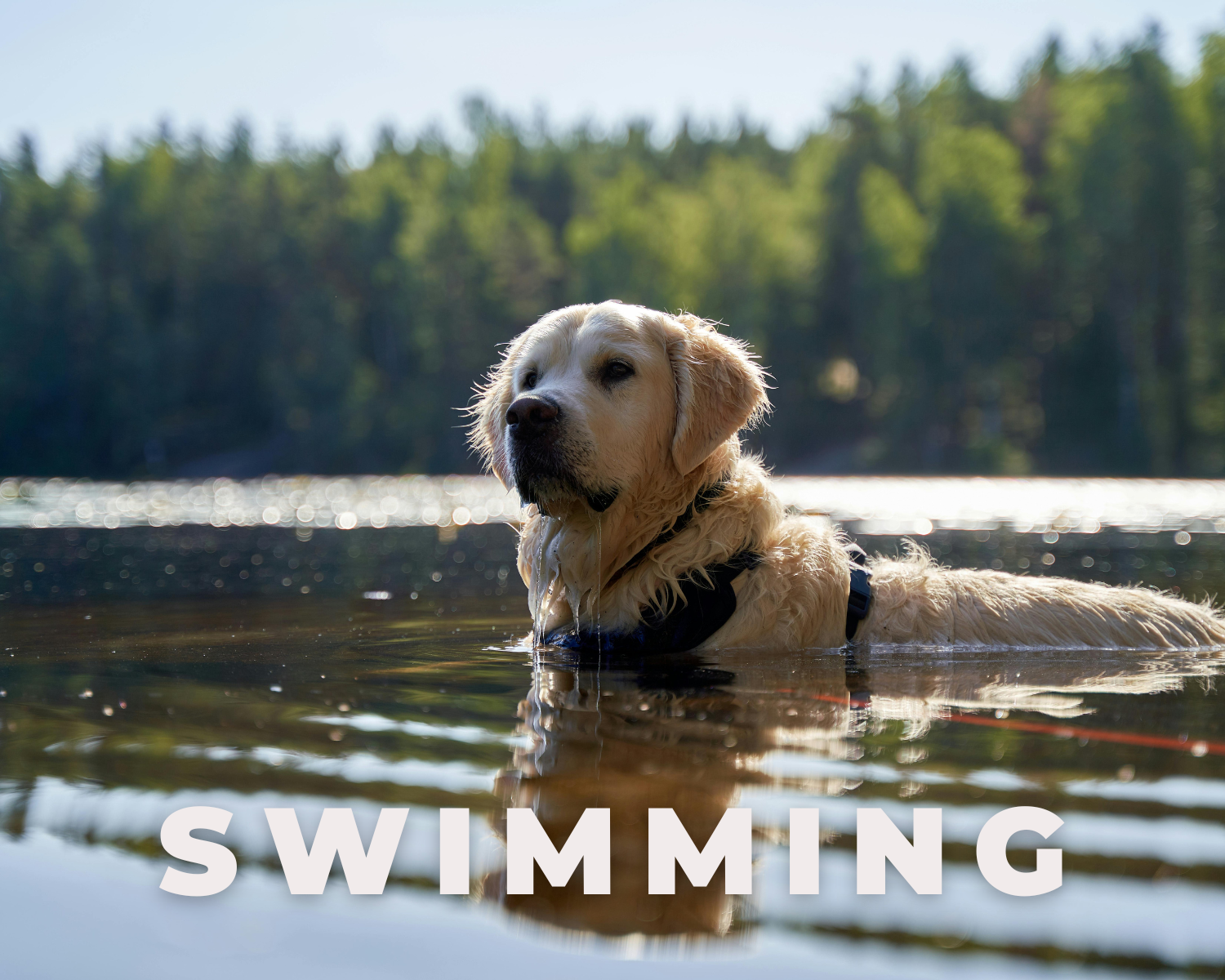 Golden retriever dog swimming in a lake with forested background and the word 'SWIMMING' in white text at the bottom.
