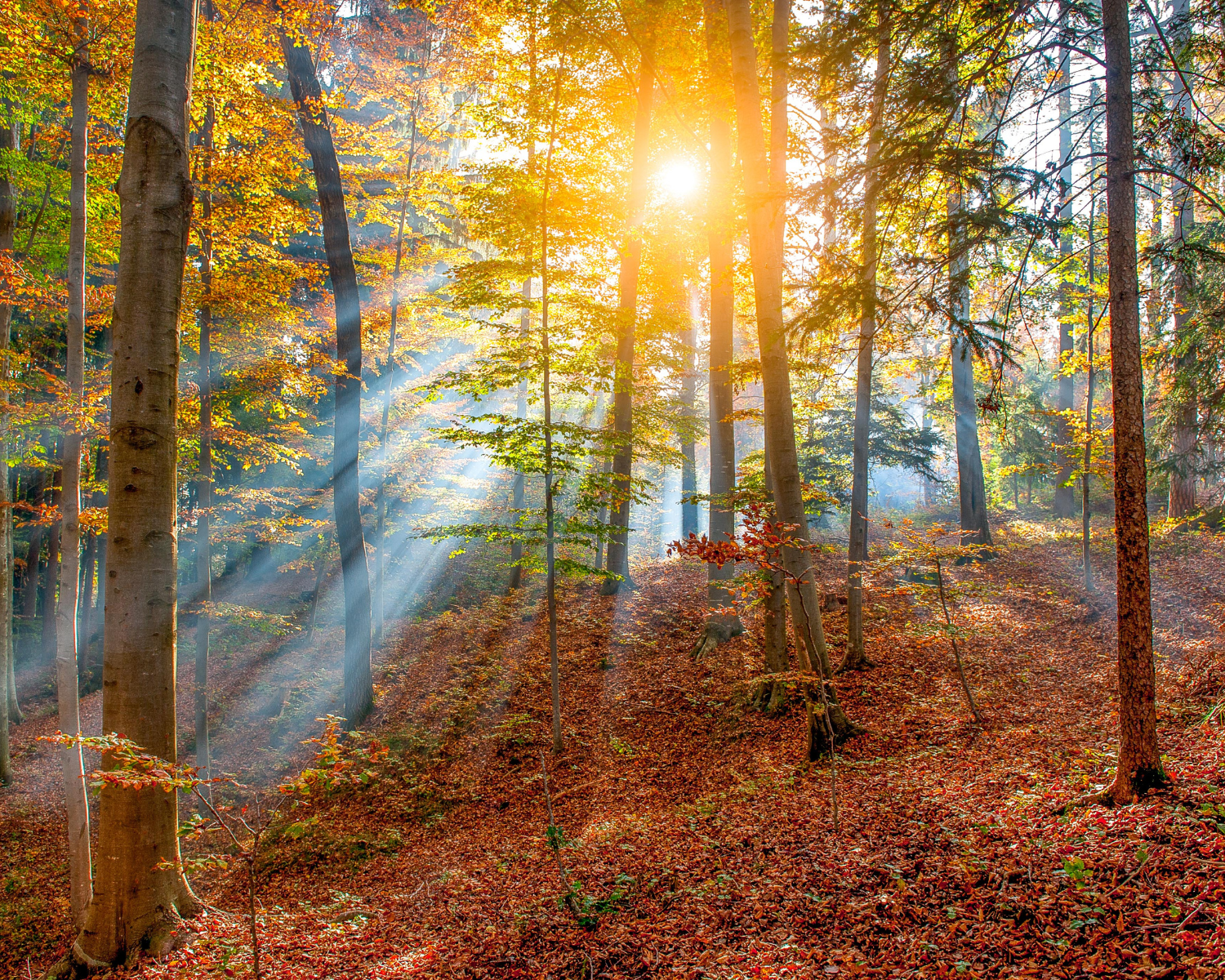 Sunlight filtering through a forest with trees, colorful autumn leaves, and a leaf-covered ground.
