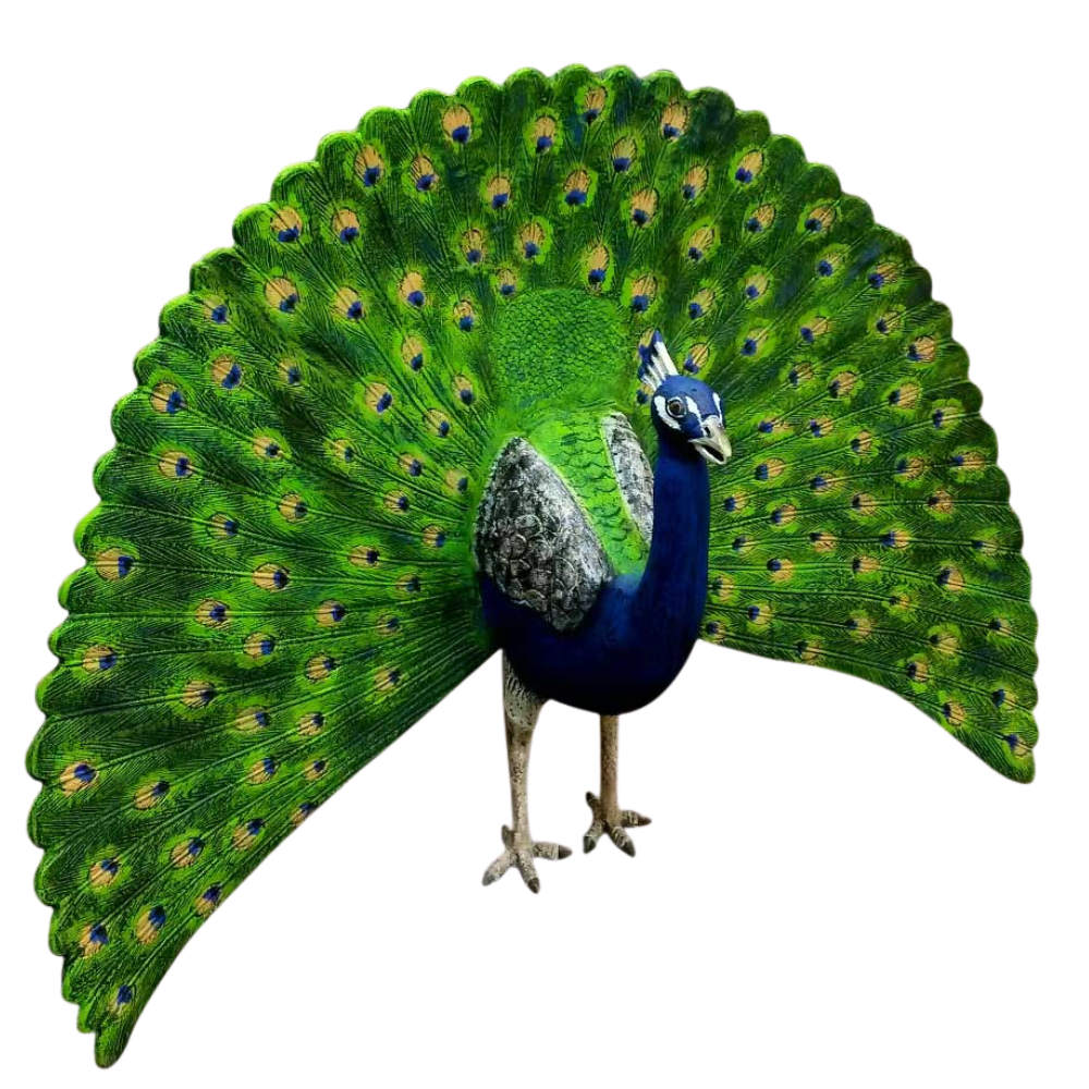 Peacock