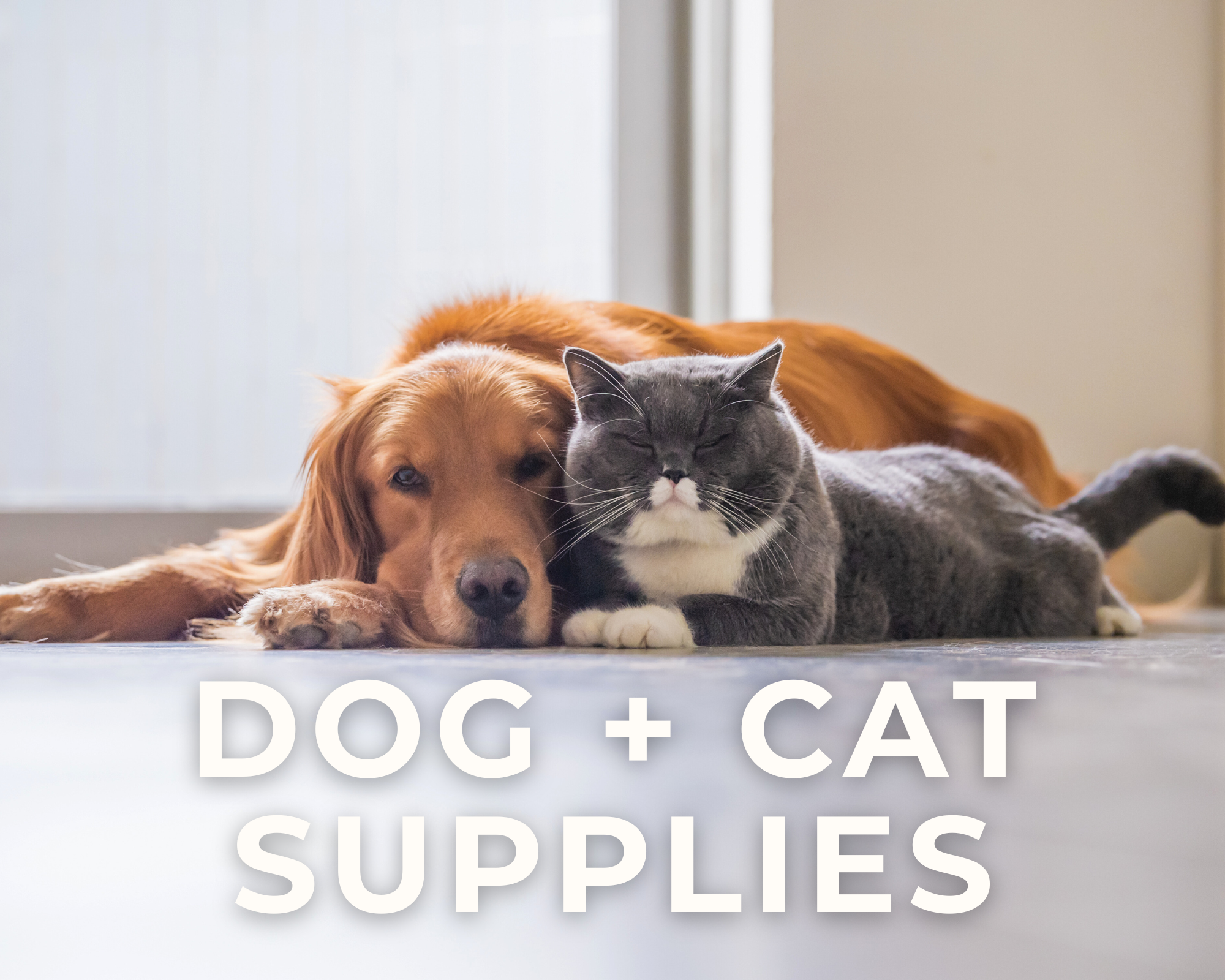 A golden retriever dog lying next to a gray and white cat on the floor indoors, with the text 'Dog + Cat Supplies' overlaid at the bottom.