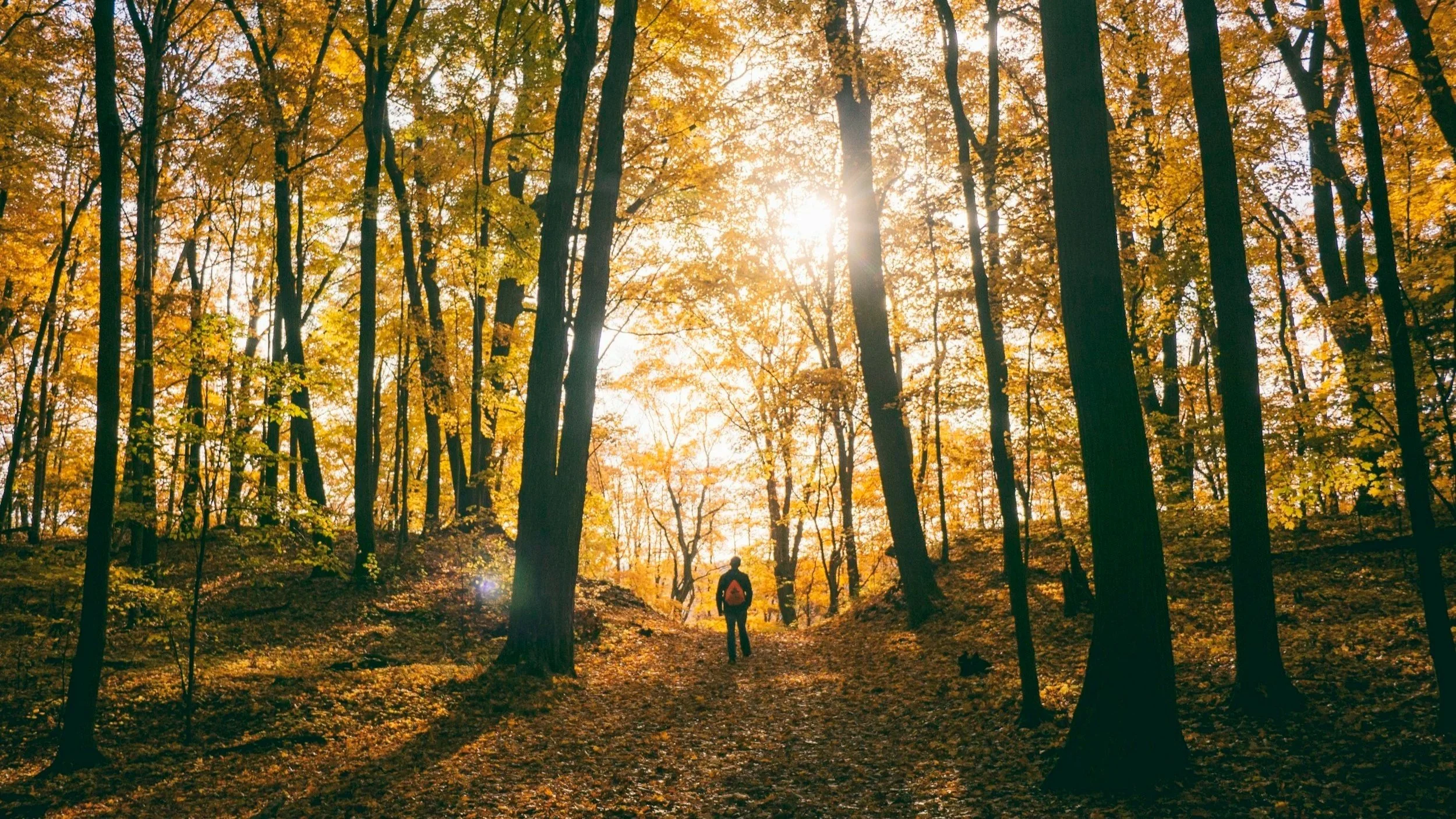 A person hiking through a forest with tall trees and autumn leaves, sunlight shining through the branches.