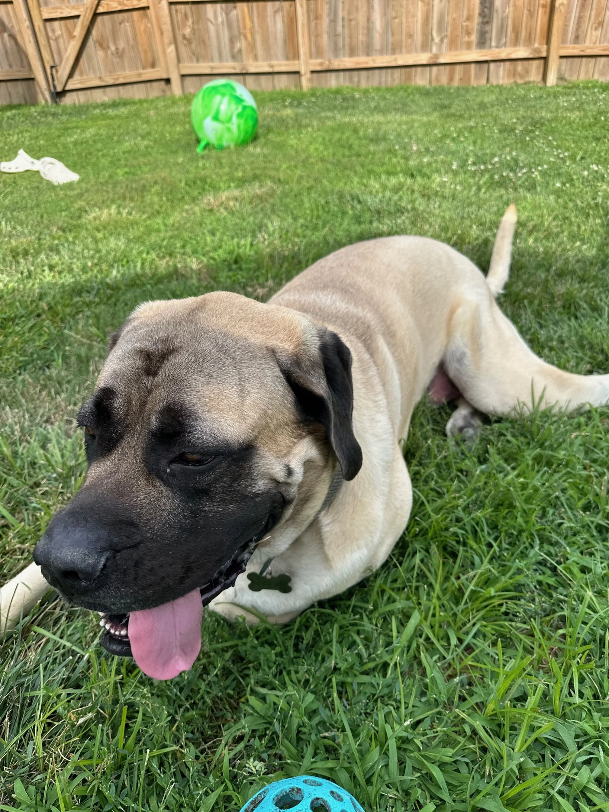 A tan and black dog lying on green grass with tongue out, in a backyard with a wooden fence and a green ball in the background.