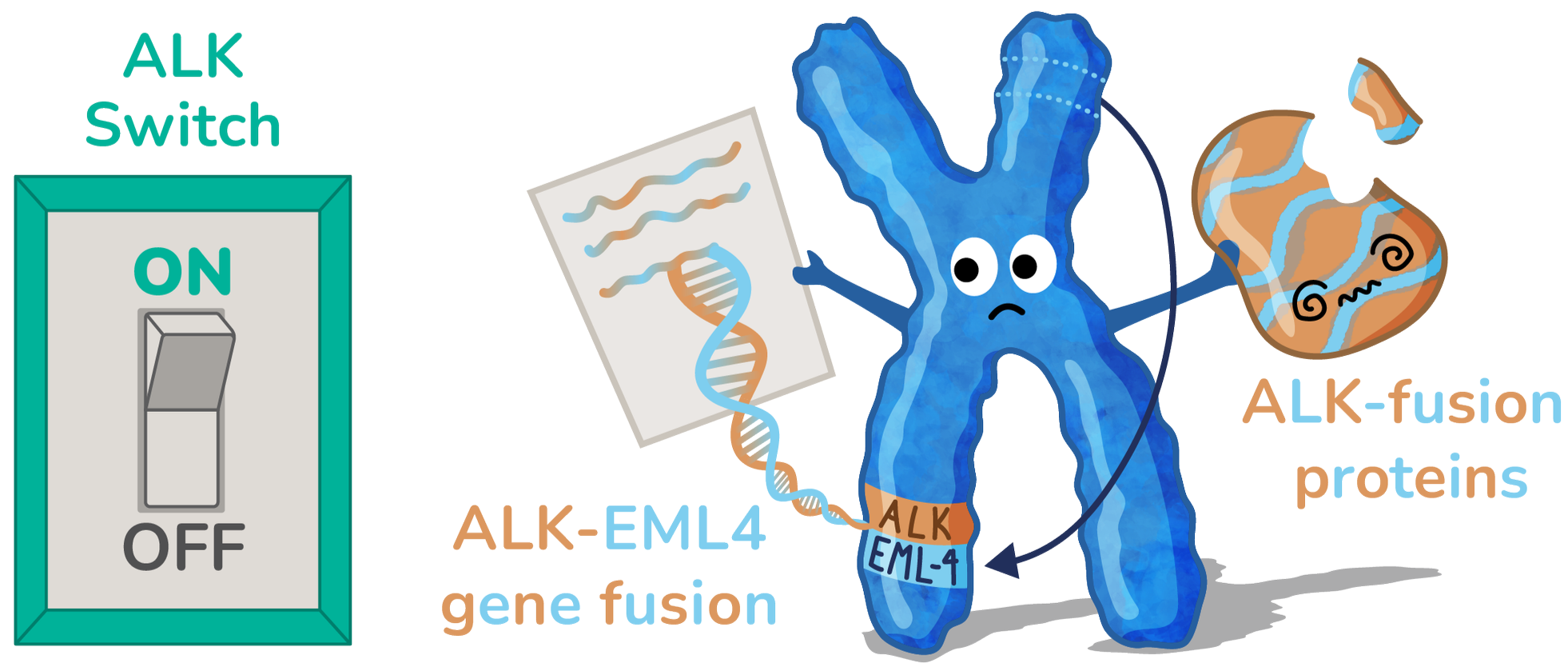 Illustration of a light switch turned on indicating that the ALK gene is turned on. The ALK gene has fused with the EML-4 gene to create ALK fusion proteins