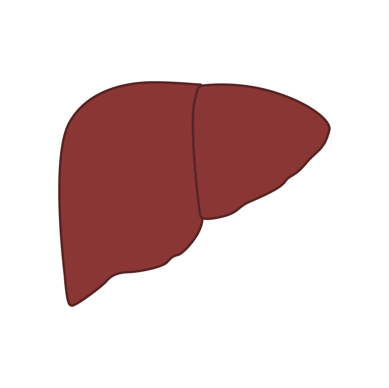Illustration of a human liver in reddish-brown color on a white background.