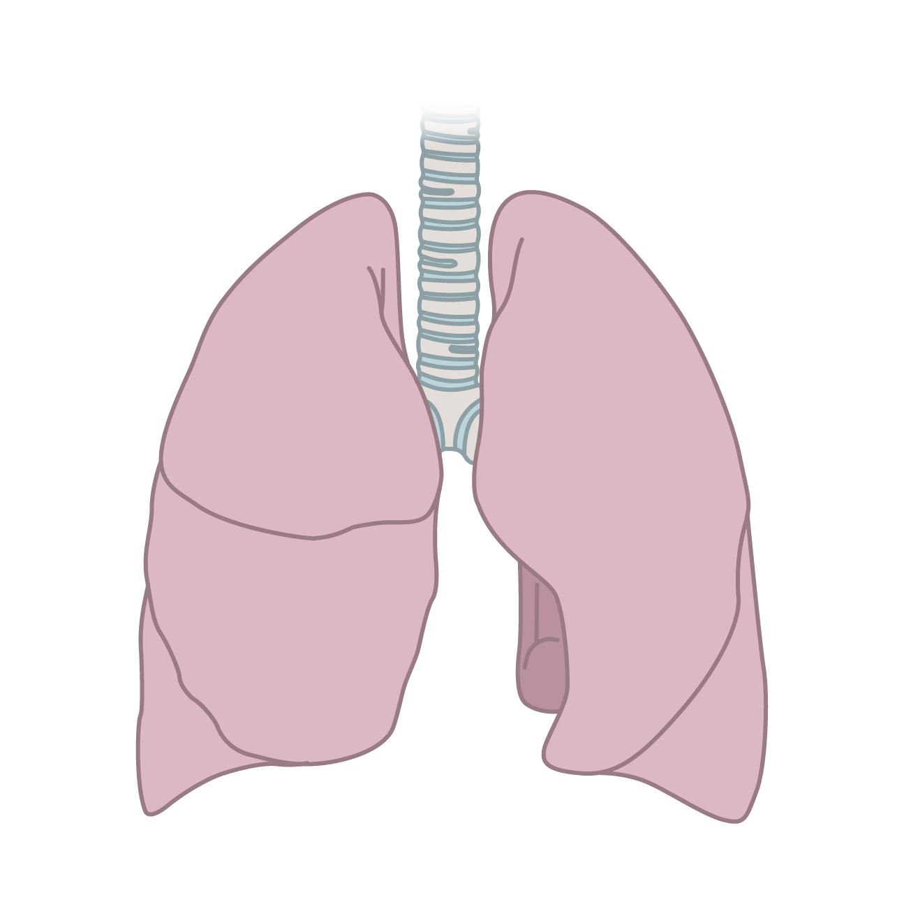 Illustration of human lungs with trachea, showing bronchial tubes and lung anatomy.