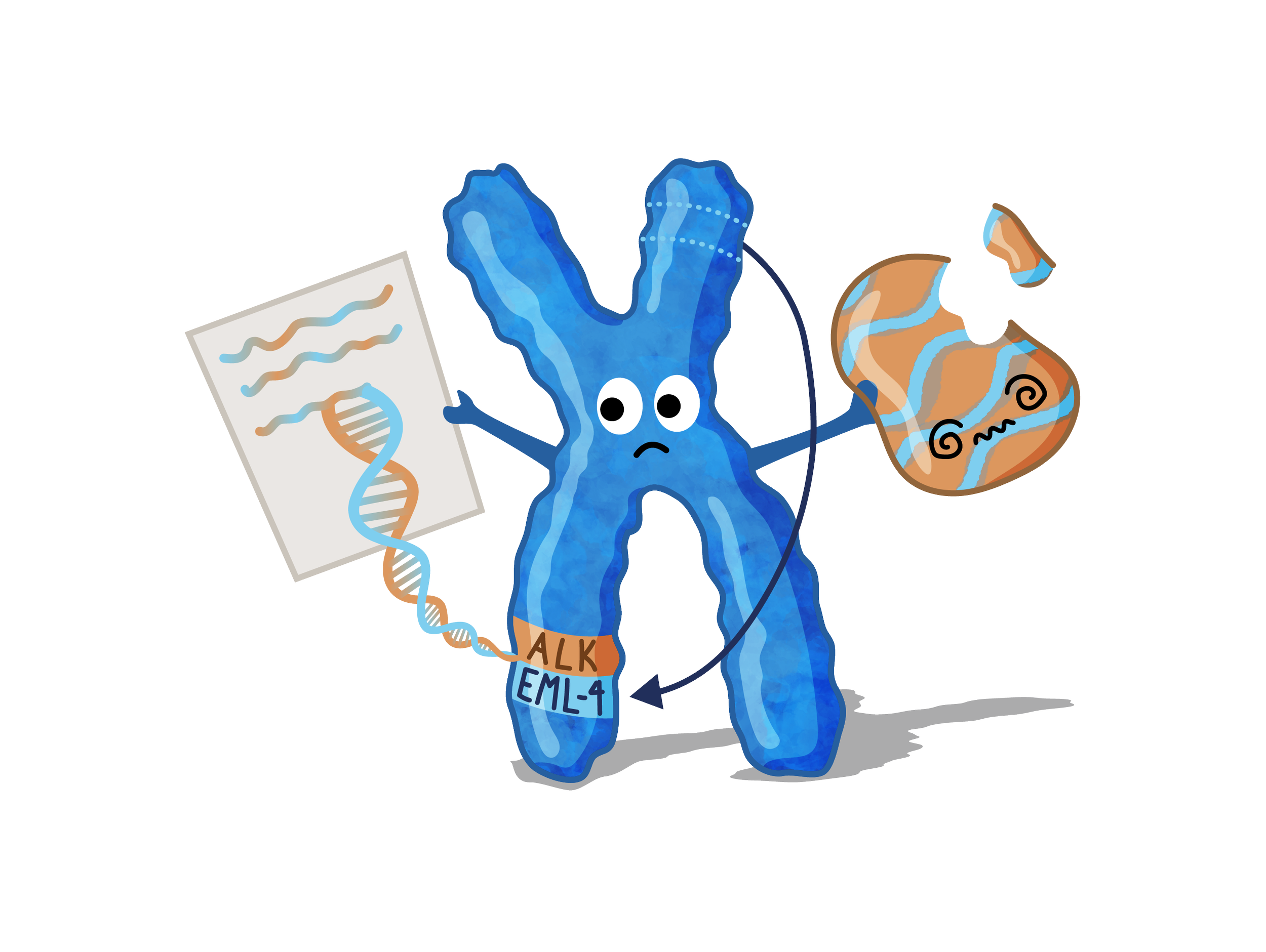 Illustration of a chromosome with the ALK and EML-4 mutation reading the fused DNA instructions and making an ALK fusion protein.