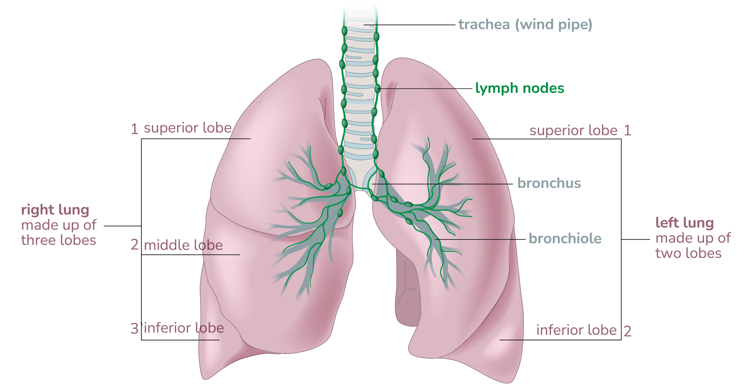 Illustration of lung anatomy: right lobe of the lung made up of three lobes- the superior, middle, and inferior lobes. Left lobe of the lung is made up of two lobes- the superior and inferior. The trachea, bronchus, bronchiole, lymph nodes.