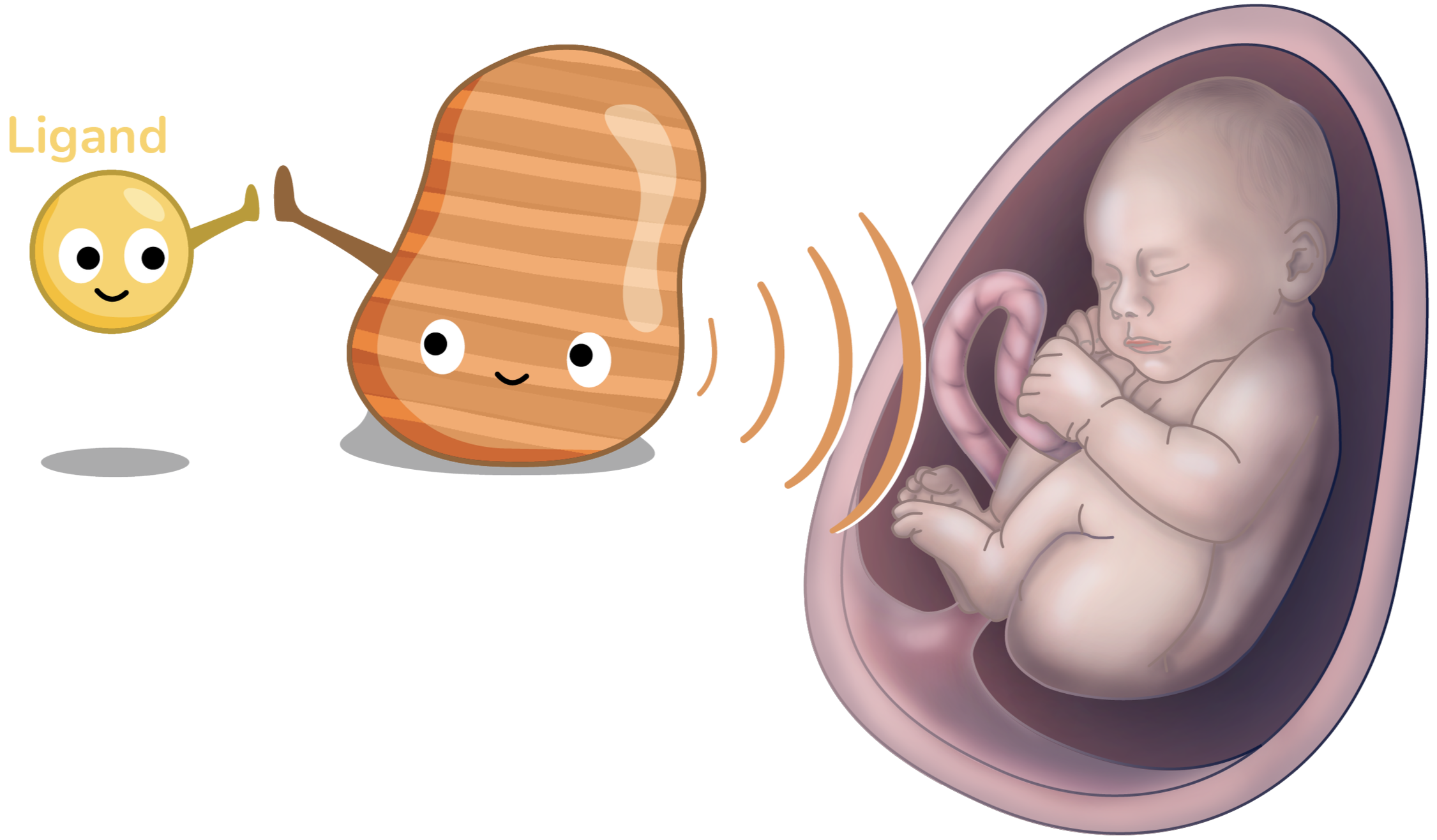 Illustration showing a cheerful yellow ligand molecule high-fiving a cheerful orange ALK protein, which sends waves towards a fetus inside the womb, representing how the ALK protein is temporarily activated to support nervous and gut development.