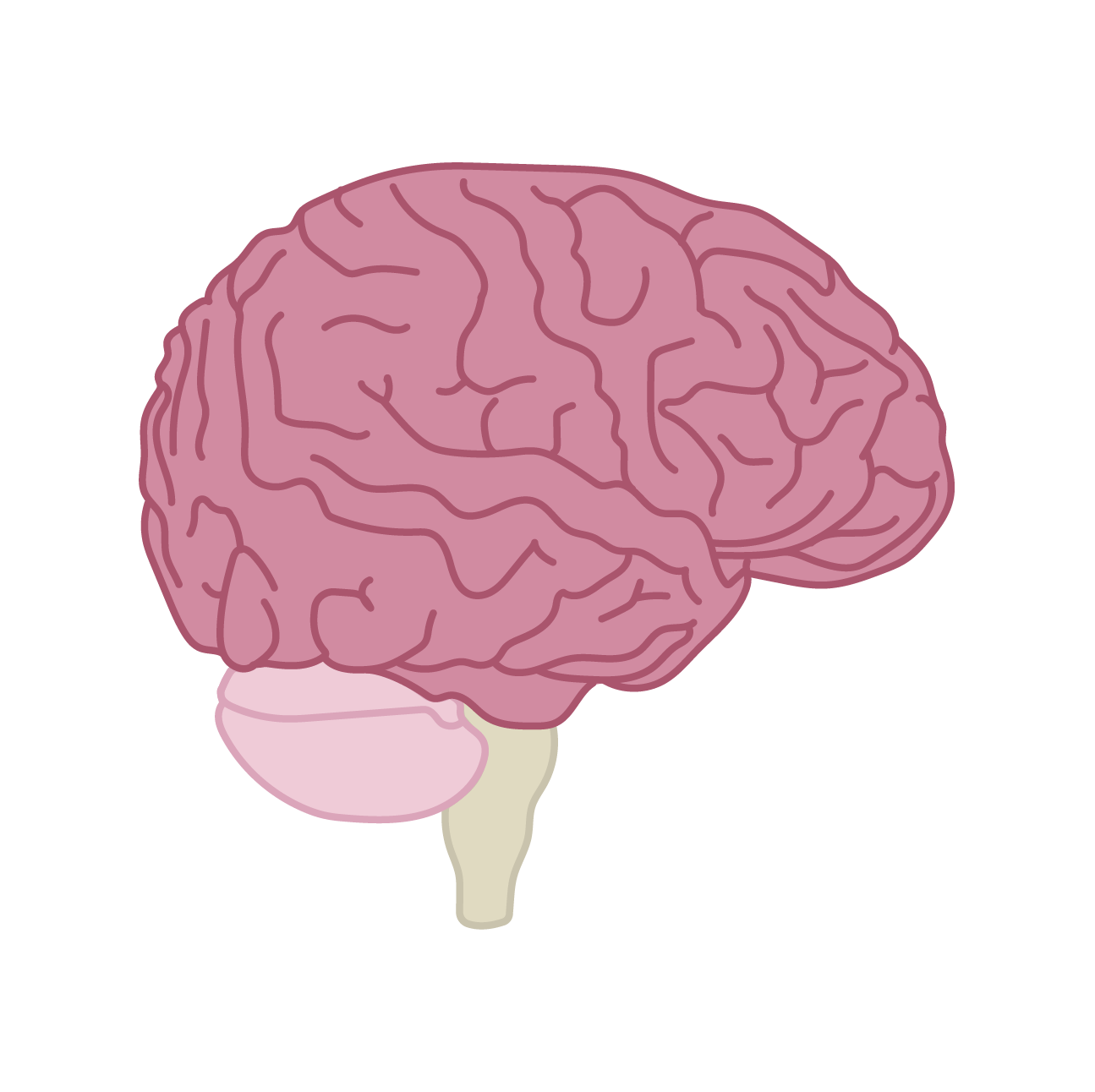Illustration of a human brain showing the cerebrum, cerebellum, and brainstem.