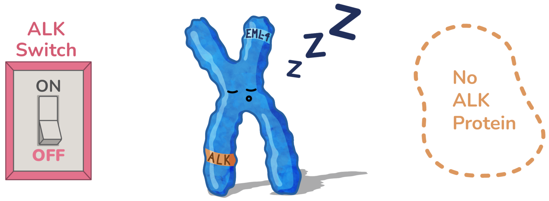 Diagram of a human chromosome showing the process of gene expression regulation via an on/off switch. The switch is connected to a simplified chromosome, with labels indicating an active or inactive state for a gene encoding an alk protein.