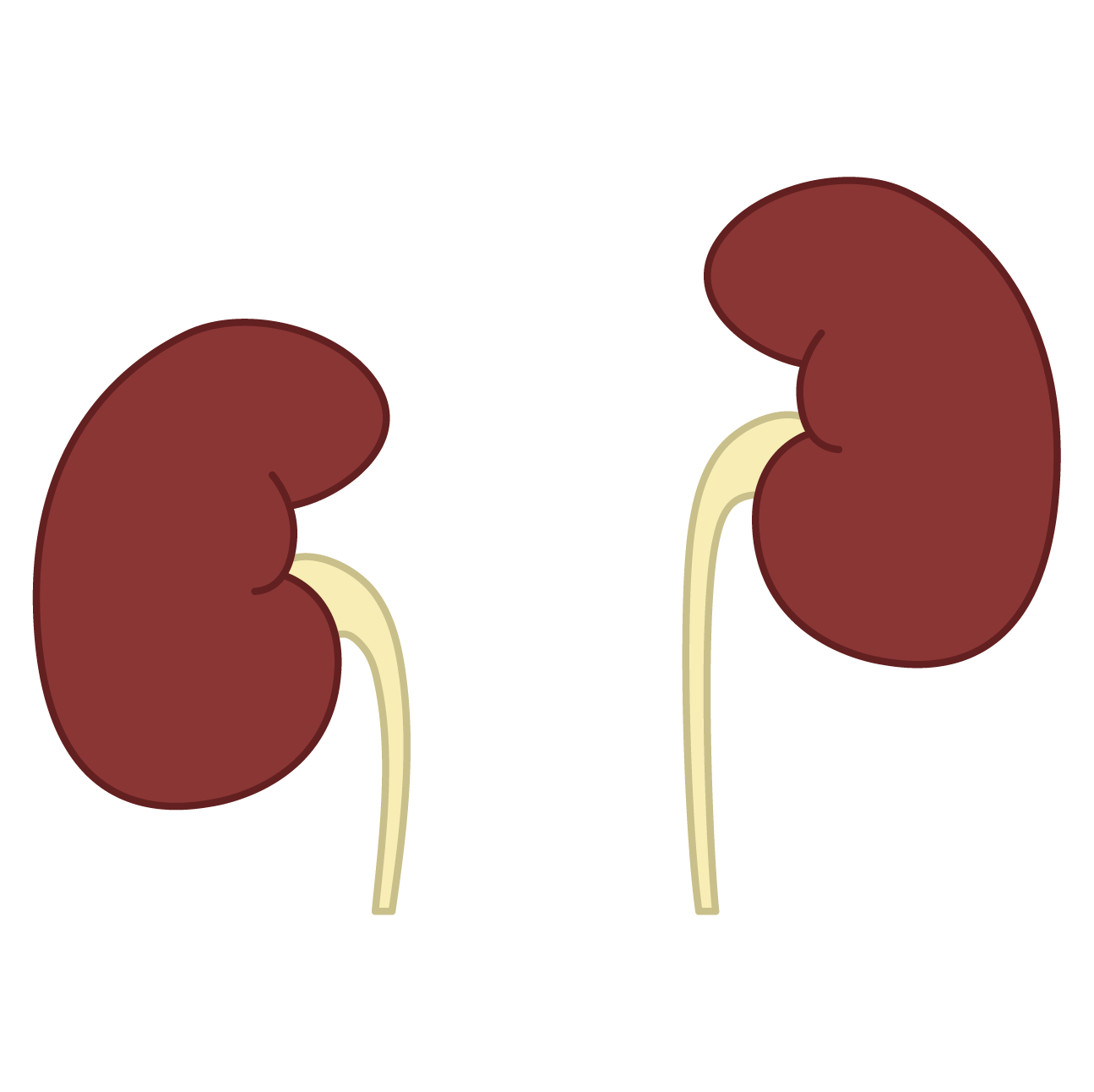 Illustration of two kidneys with their ureters.
