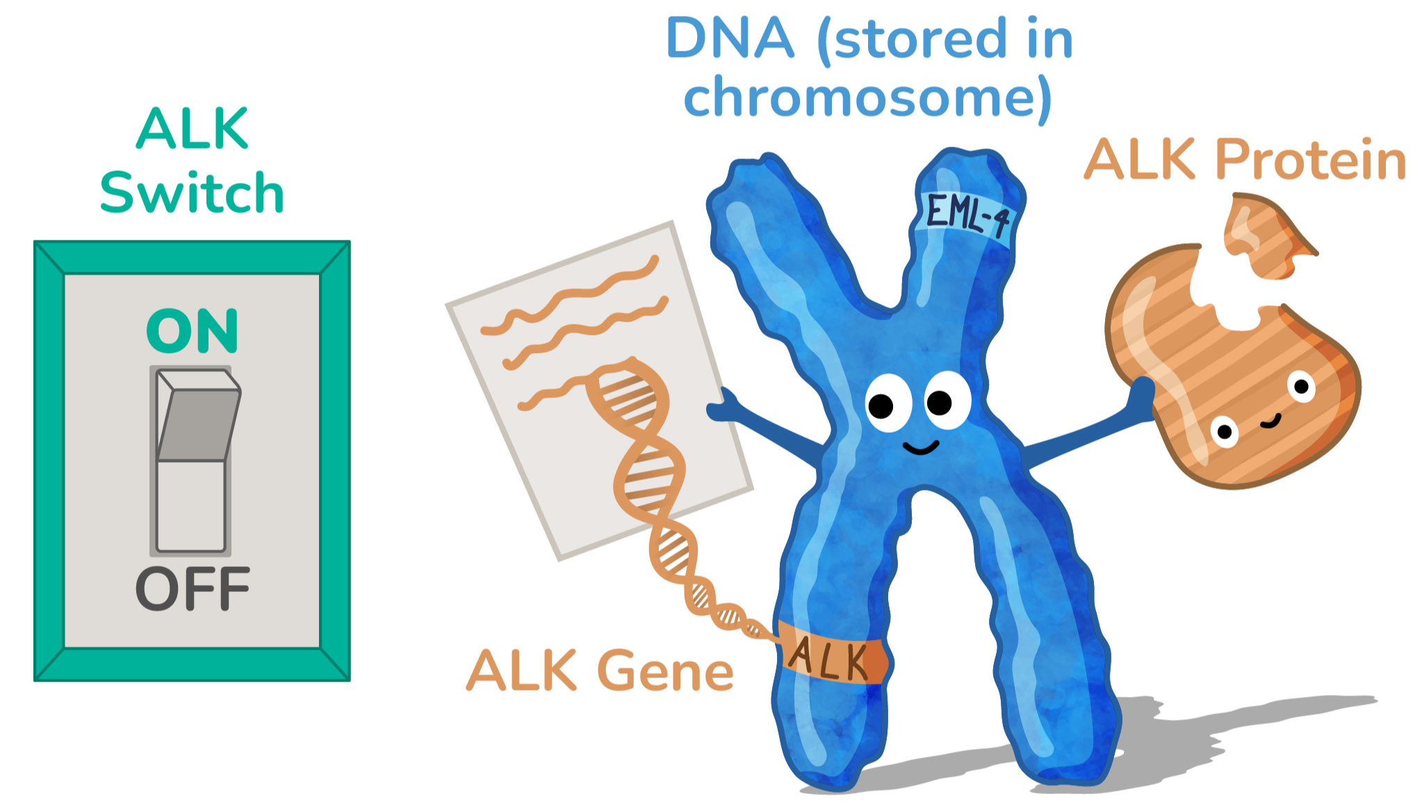 Illustration of a chromosome with the ALK gene switched on. The chromosome is reading the ALK DNA to create an ALK protein