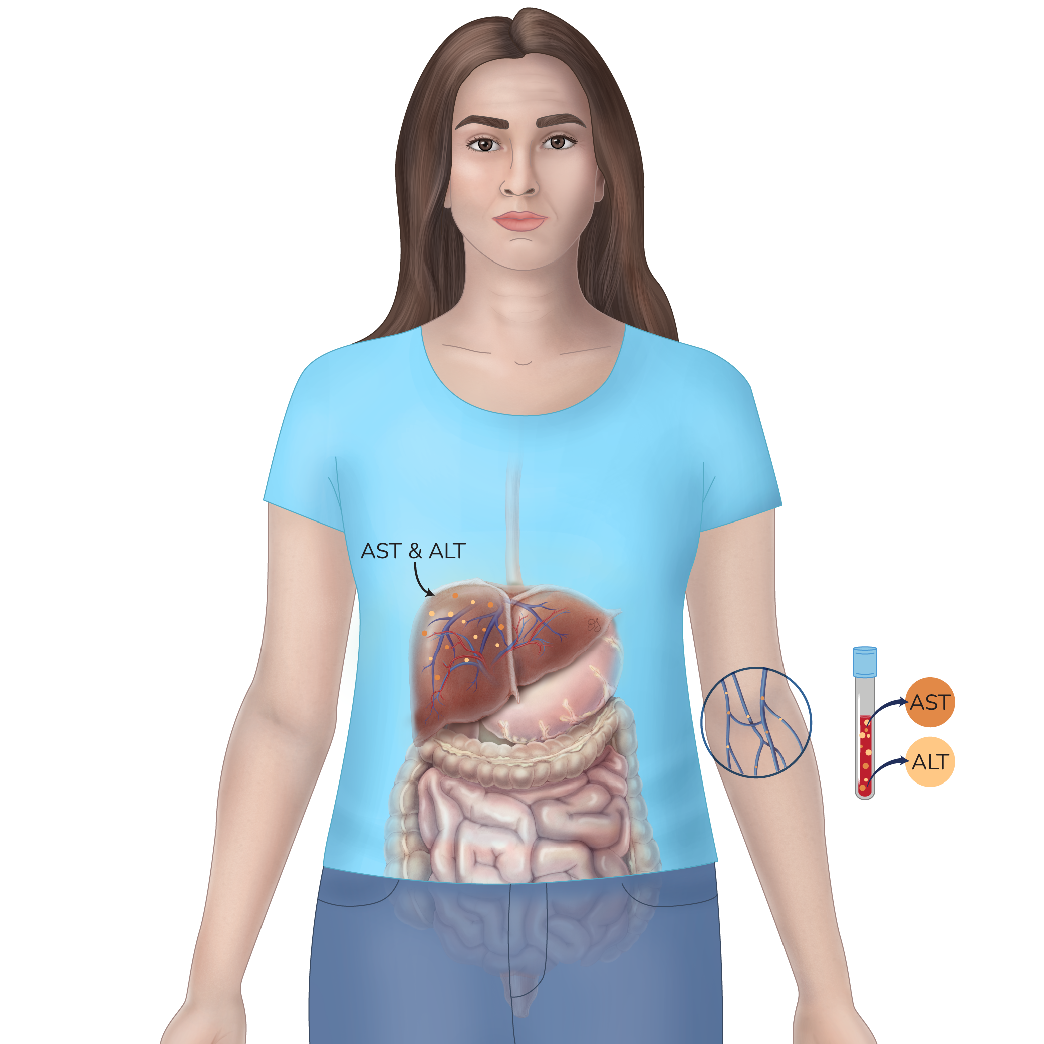 White woman standing with liver and intestines shown transparently. AST and ALT molecules identified in blood.