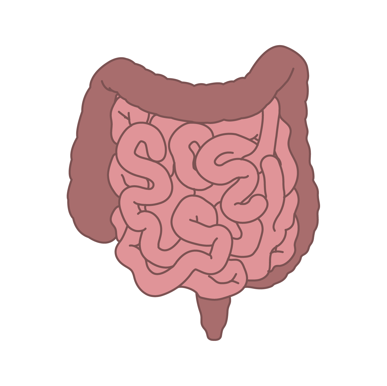 Illustration of the human digestive system showing the large and small intestines.
