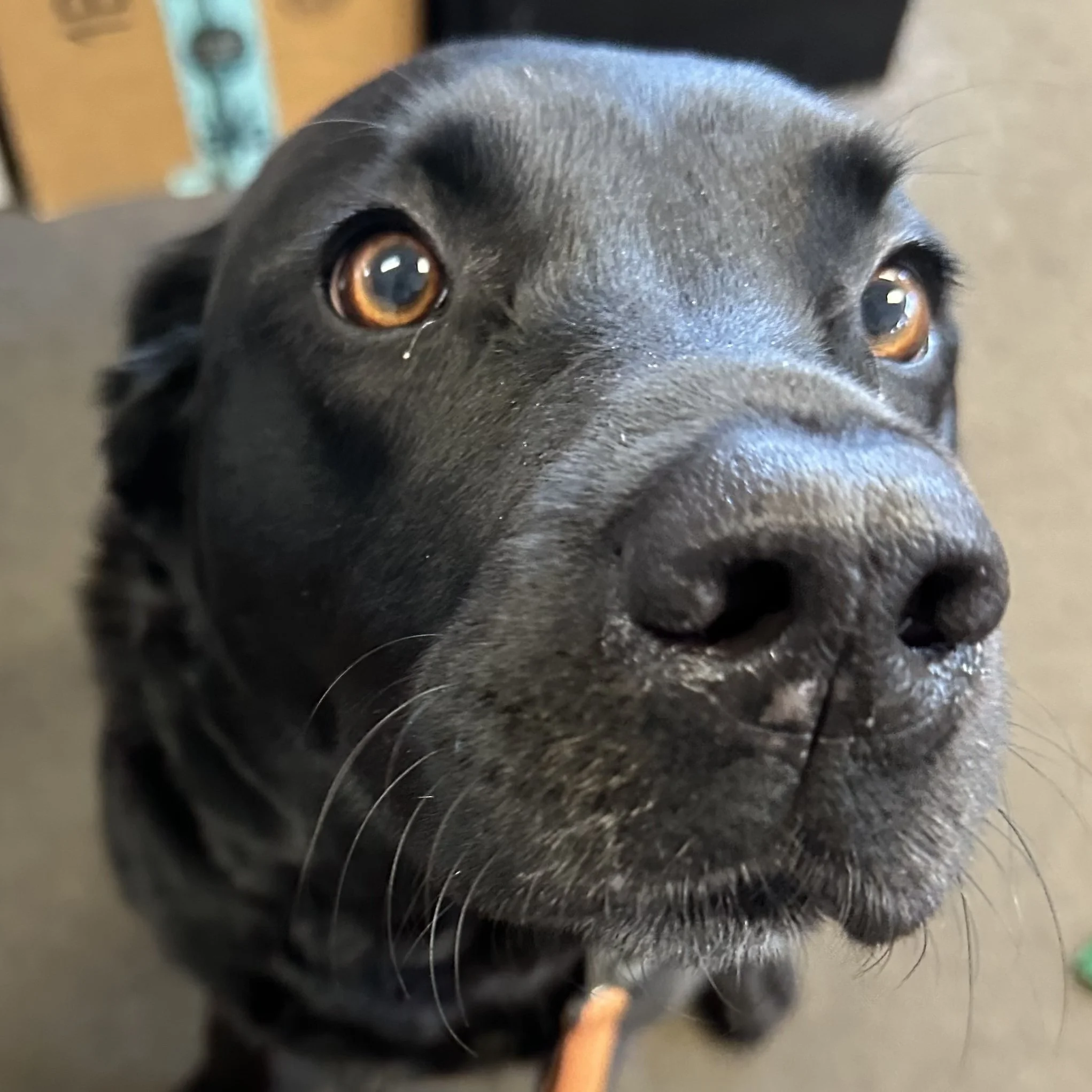 Black dog looking up with bright eyes, showing curiosity and excitement around fresh dog food