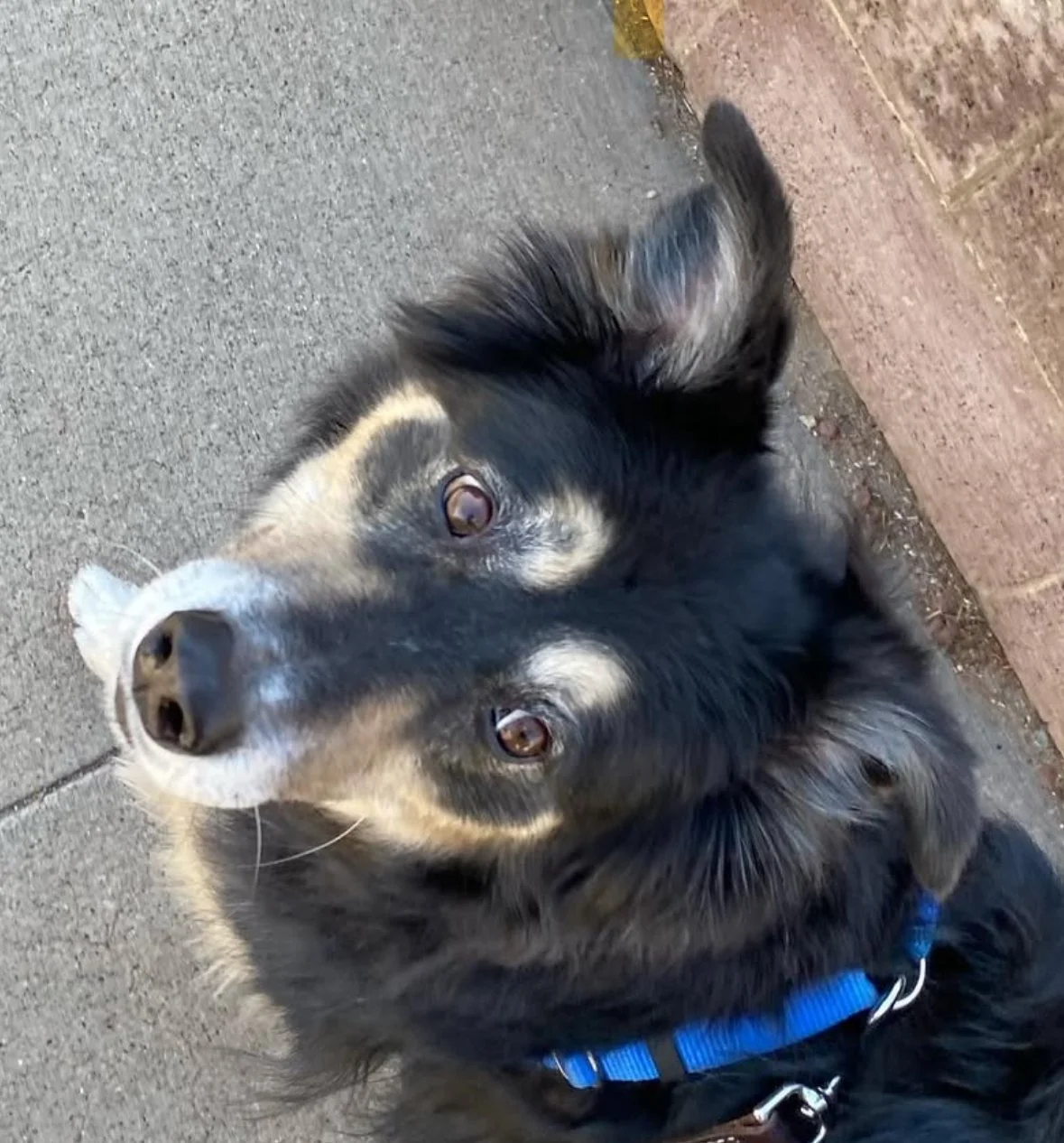 Black and tan dog wearing a blue collar, looking up calmly outdoors