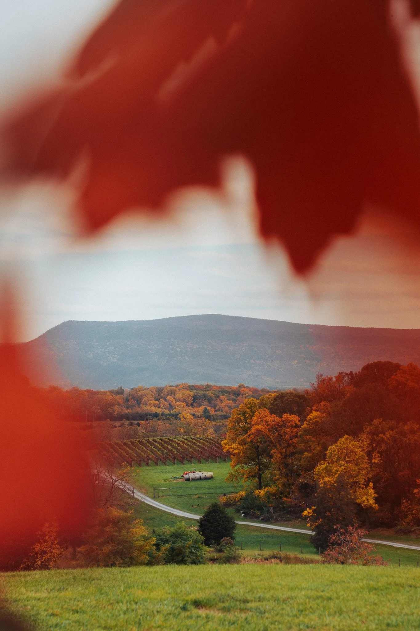 A scenic view of a winding country road through a lush landscape with colorful fall trees, a vineyard, and distant mountains, viewed through blurred red leaves in the foreground.