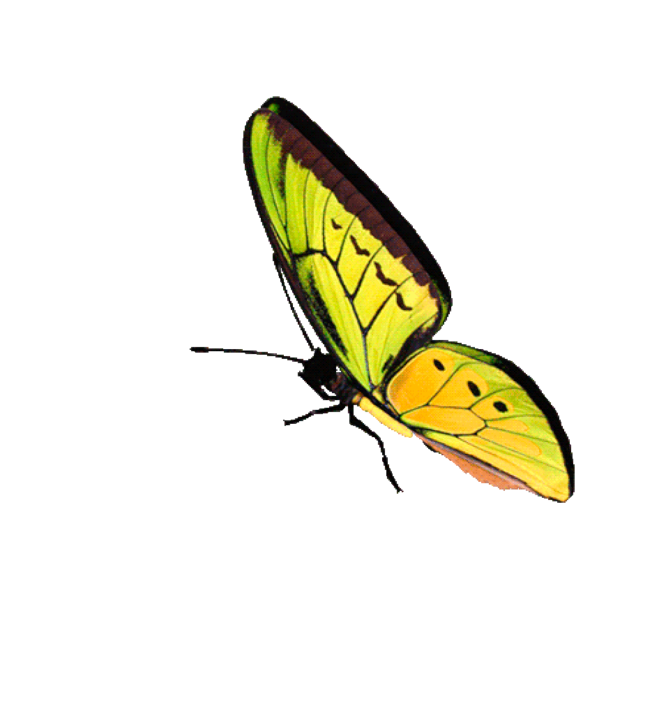 Illustration of a yellow and green butterfly with black markings on a solid yellow background.