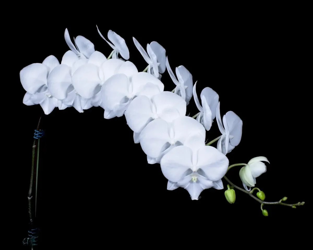 Phal I-Hsin Pure Snow 'Lauren' AM HOS
  
Exhibitor Calvin Kumano
Photographer Melvin Waki
Feb 2026