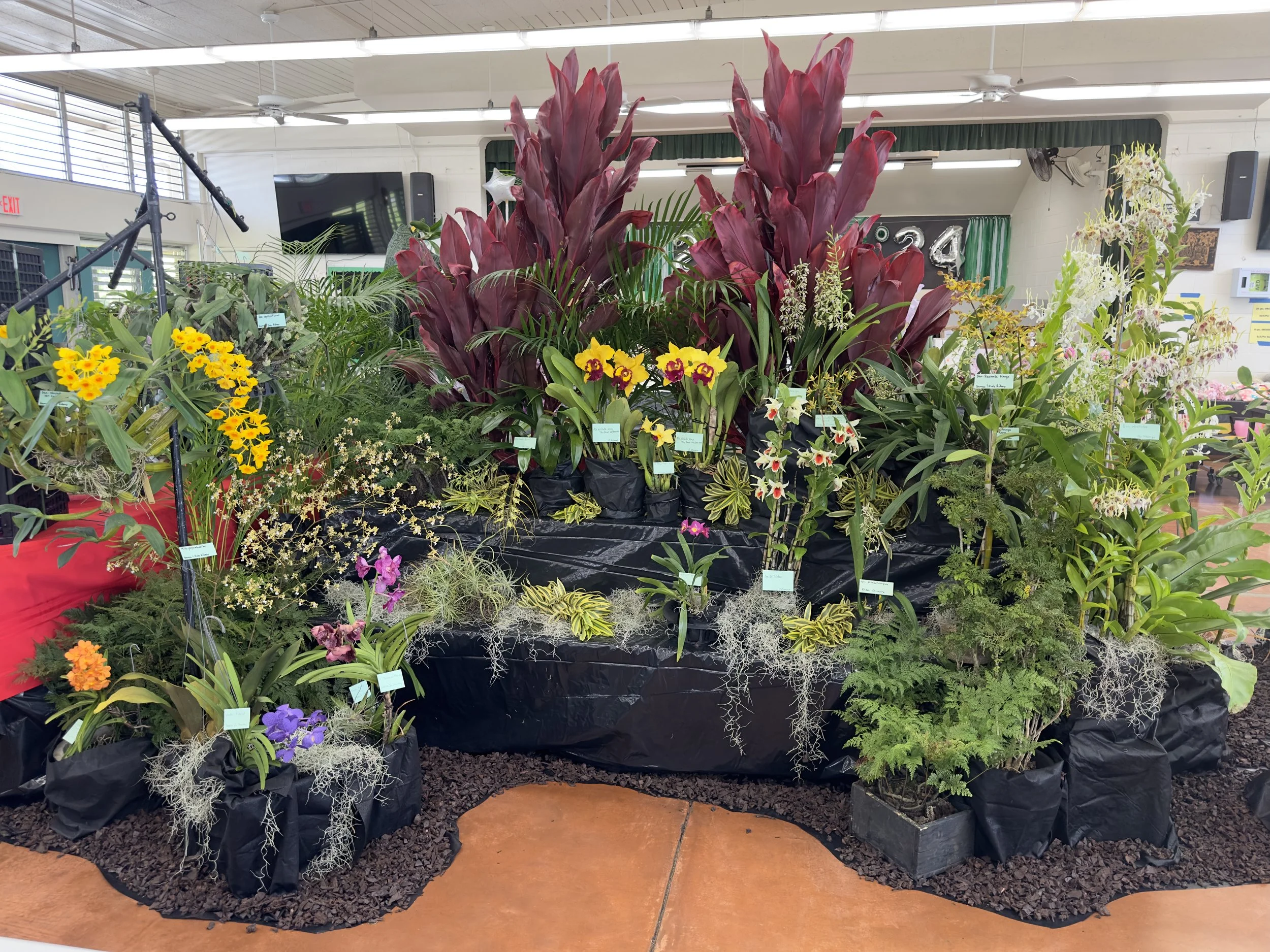 AOC Floor Display at the 2024 Aiea Orchid Club Show & Plant Sale