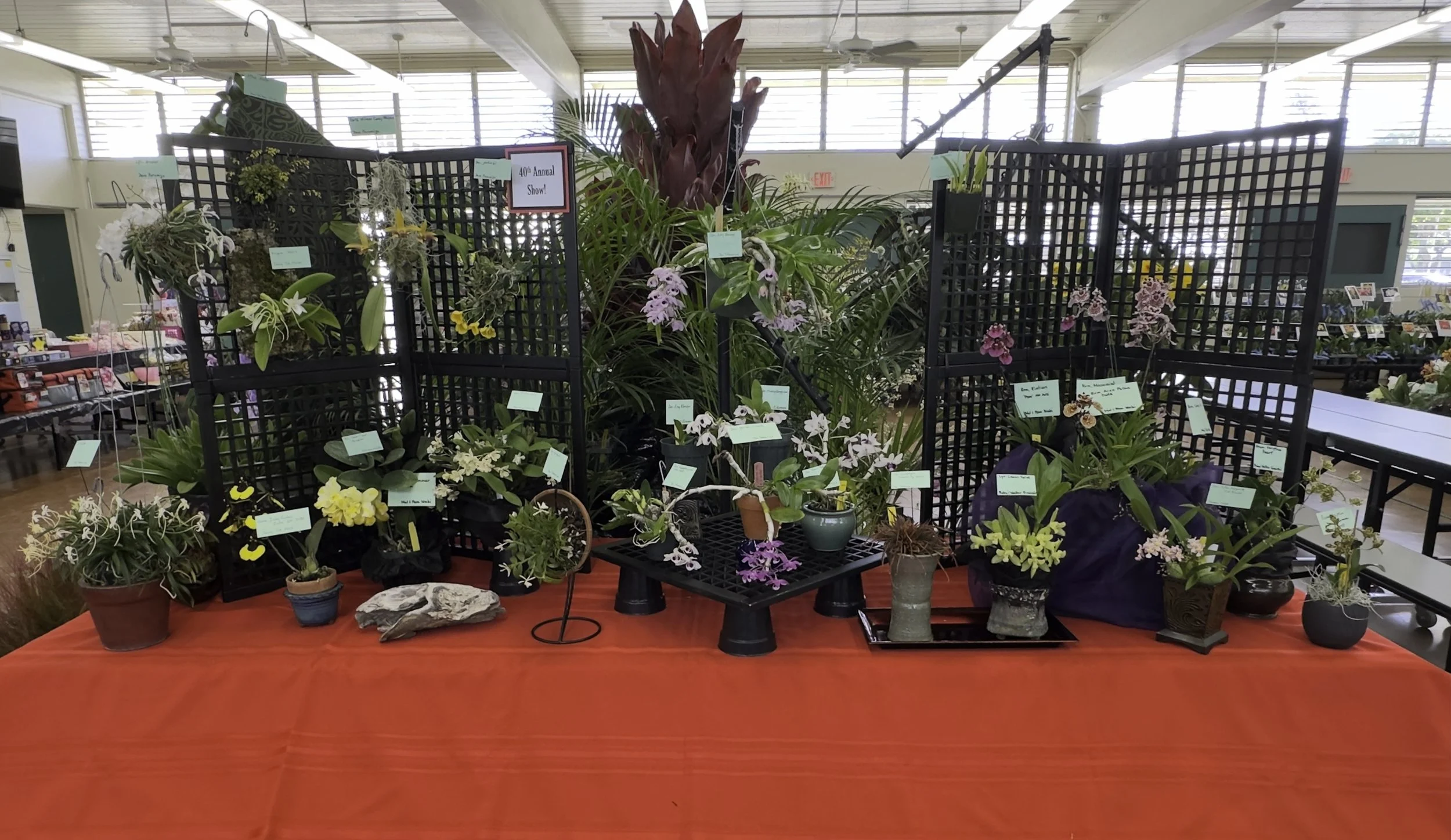 AOC Miniature Display (open to all societies) at the 2024 Aiea Orchid Club Show & Plant Sale 