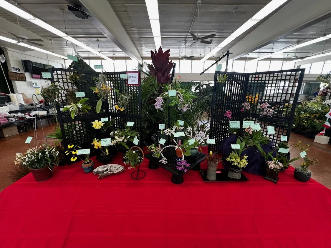 2024 Miniature Display Aiea Orchid Club 